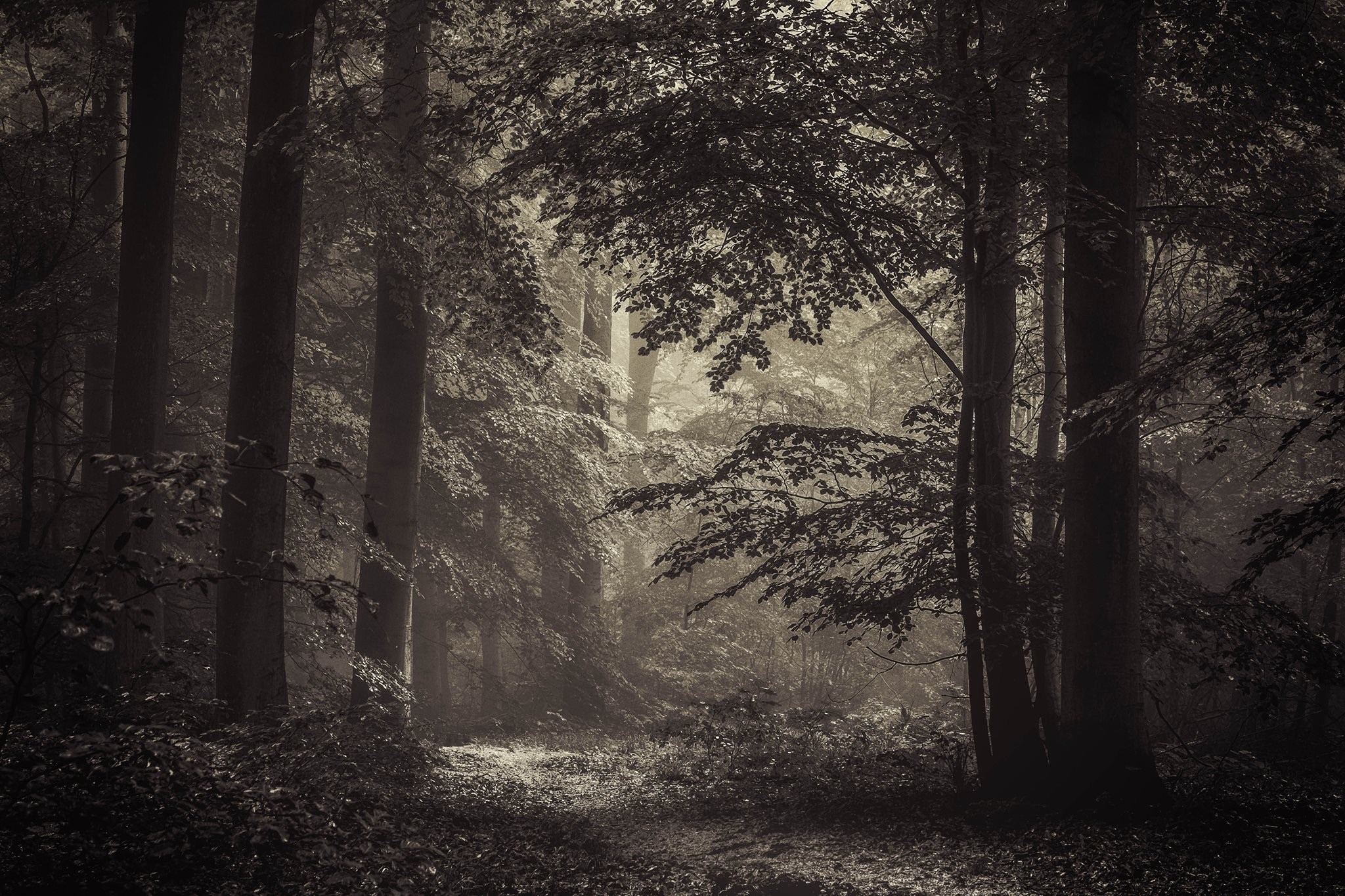 General 2048x1365 landscape nature forest sepia trees outdoors