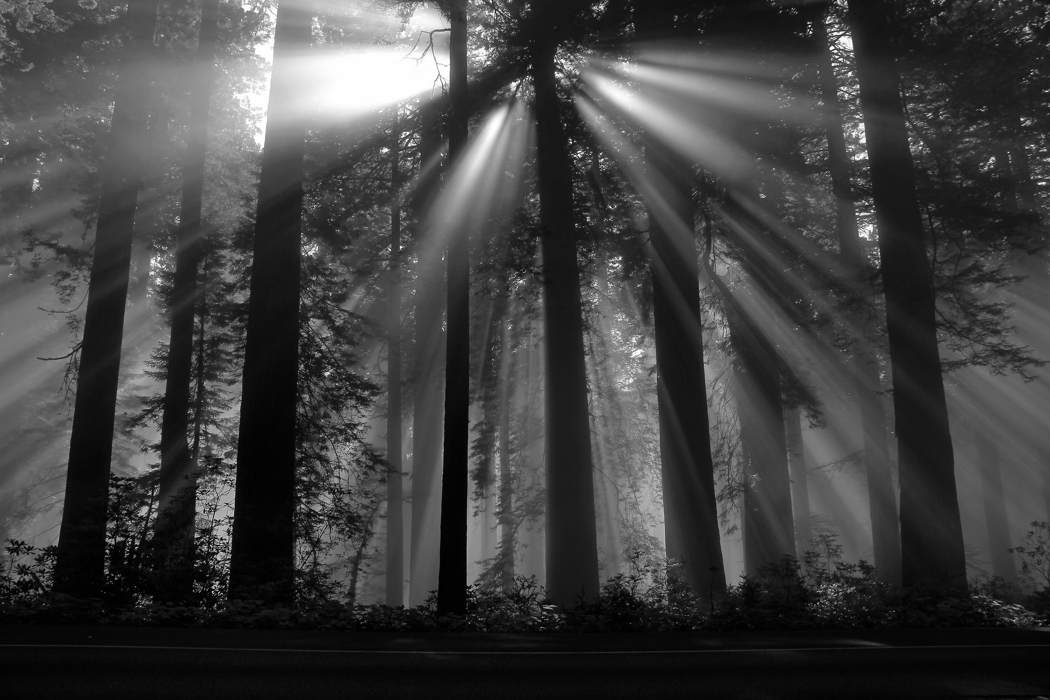 General 2048x1365 photography nature sun rays dark plants trees monochrome deep forest forest