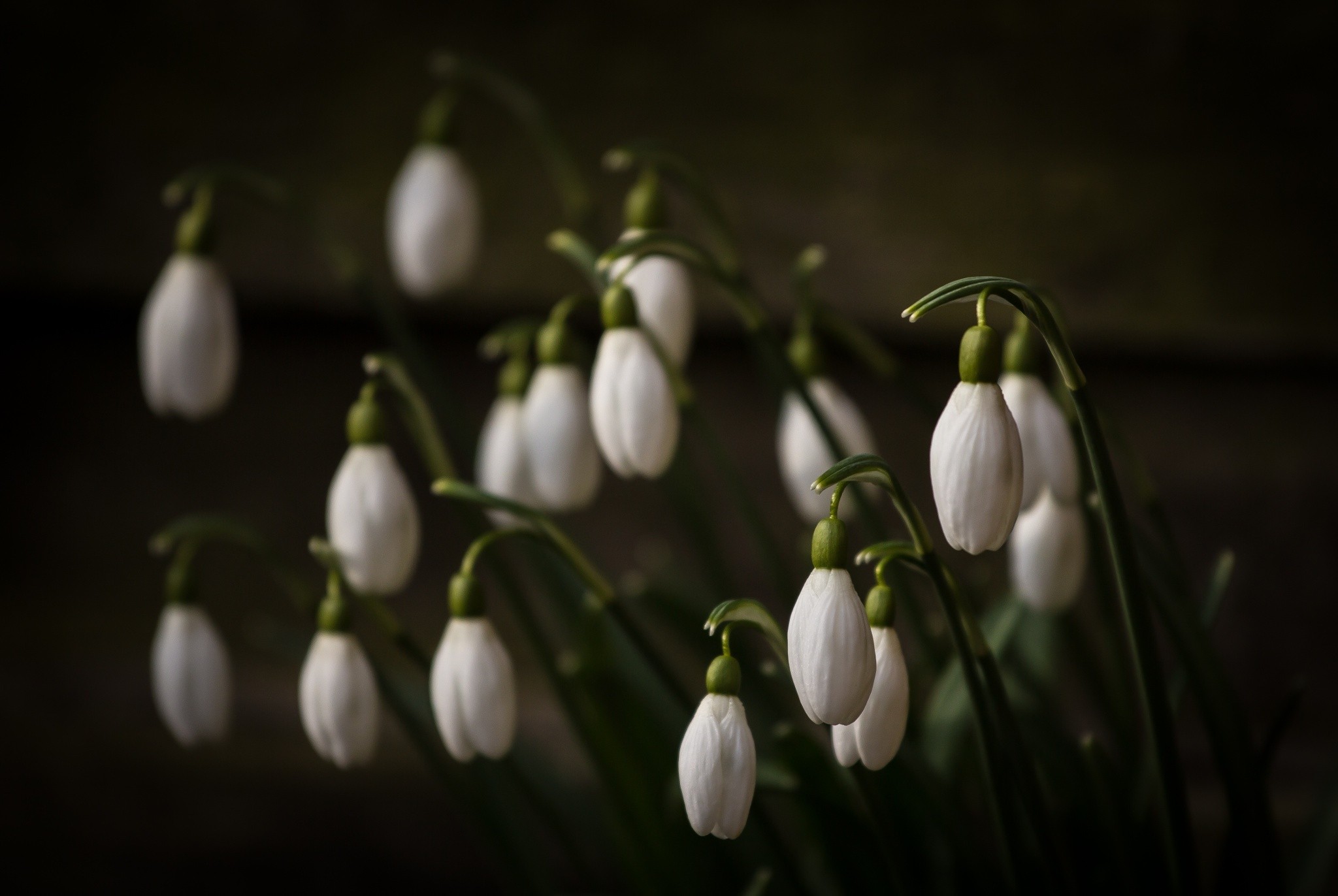 General 2048x1372 photography macro white flowers plants wood depth of field flowers snowdrops
