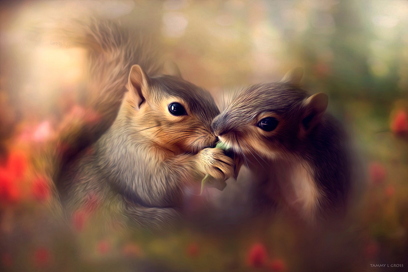 General 1330x886 photography animals couple flowers bokeh squirrel mammals watermarked closeup
