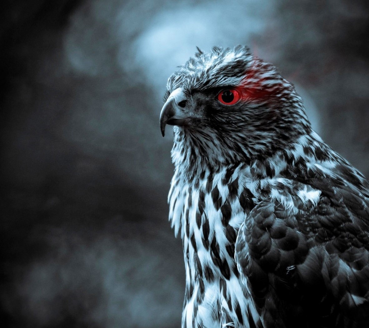 General 1181x1050 digital art animals red eyes hawks birds