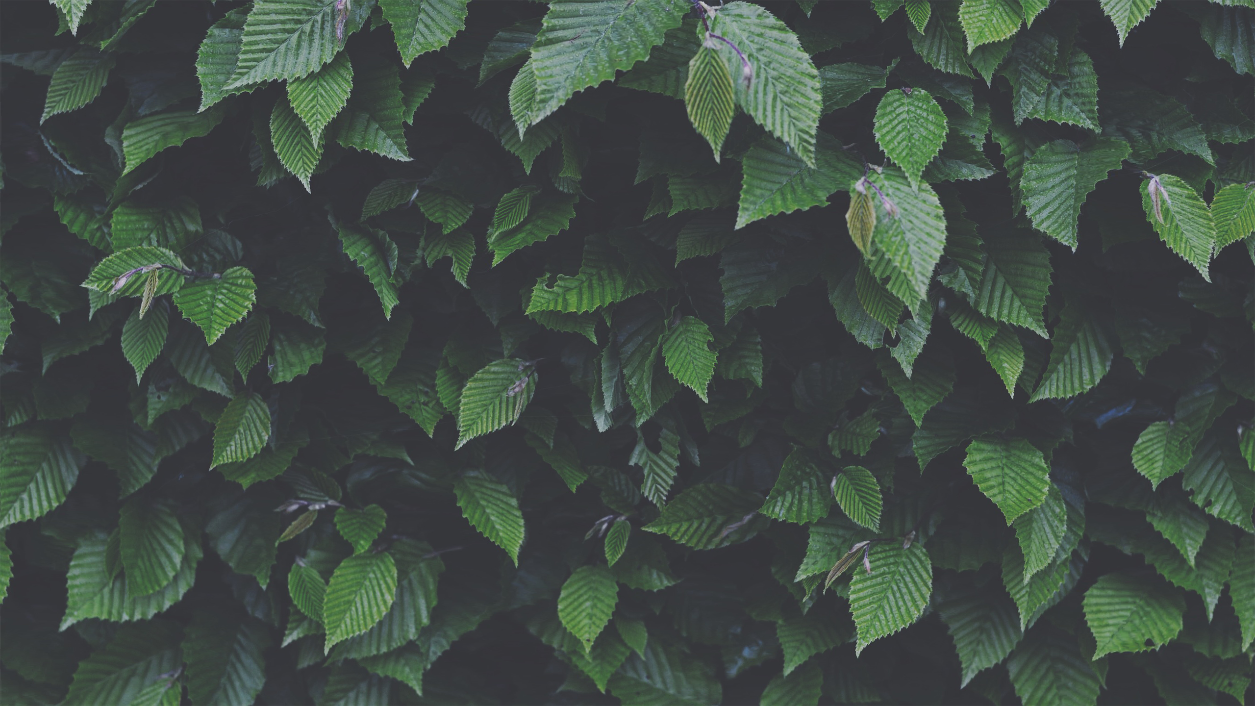 General 2560x1440 leaves nature plants outdoors green