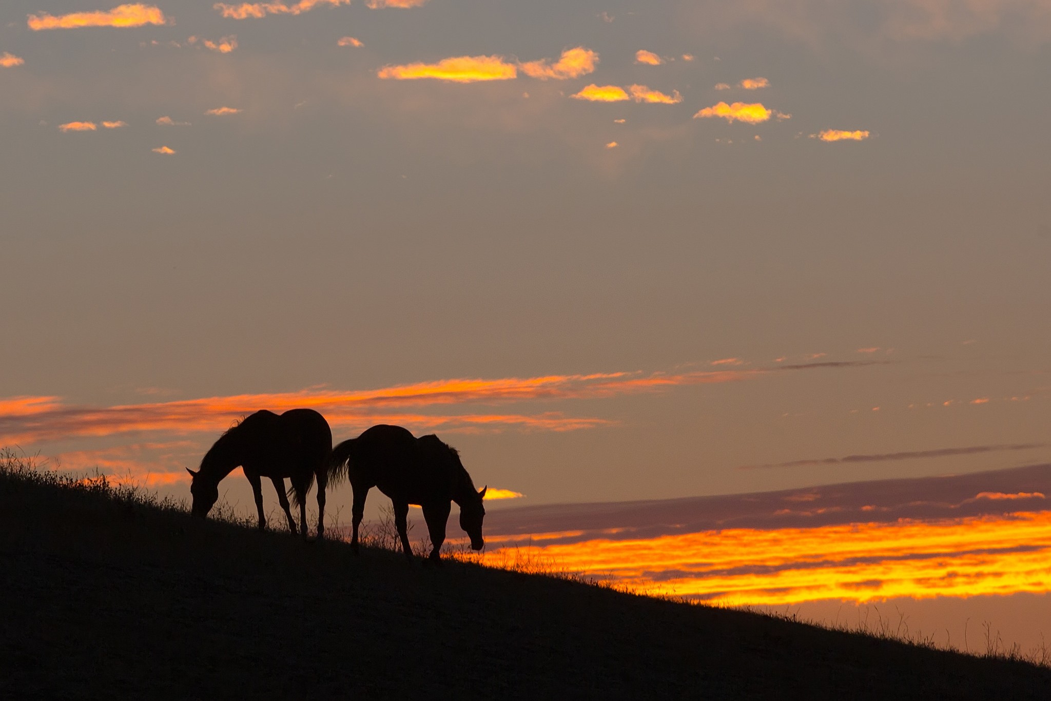General 2048x1366 landscape animals horse silhouette mammals sky sunlight outdoors