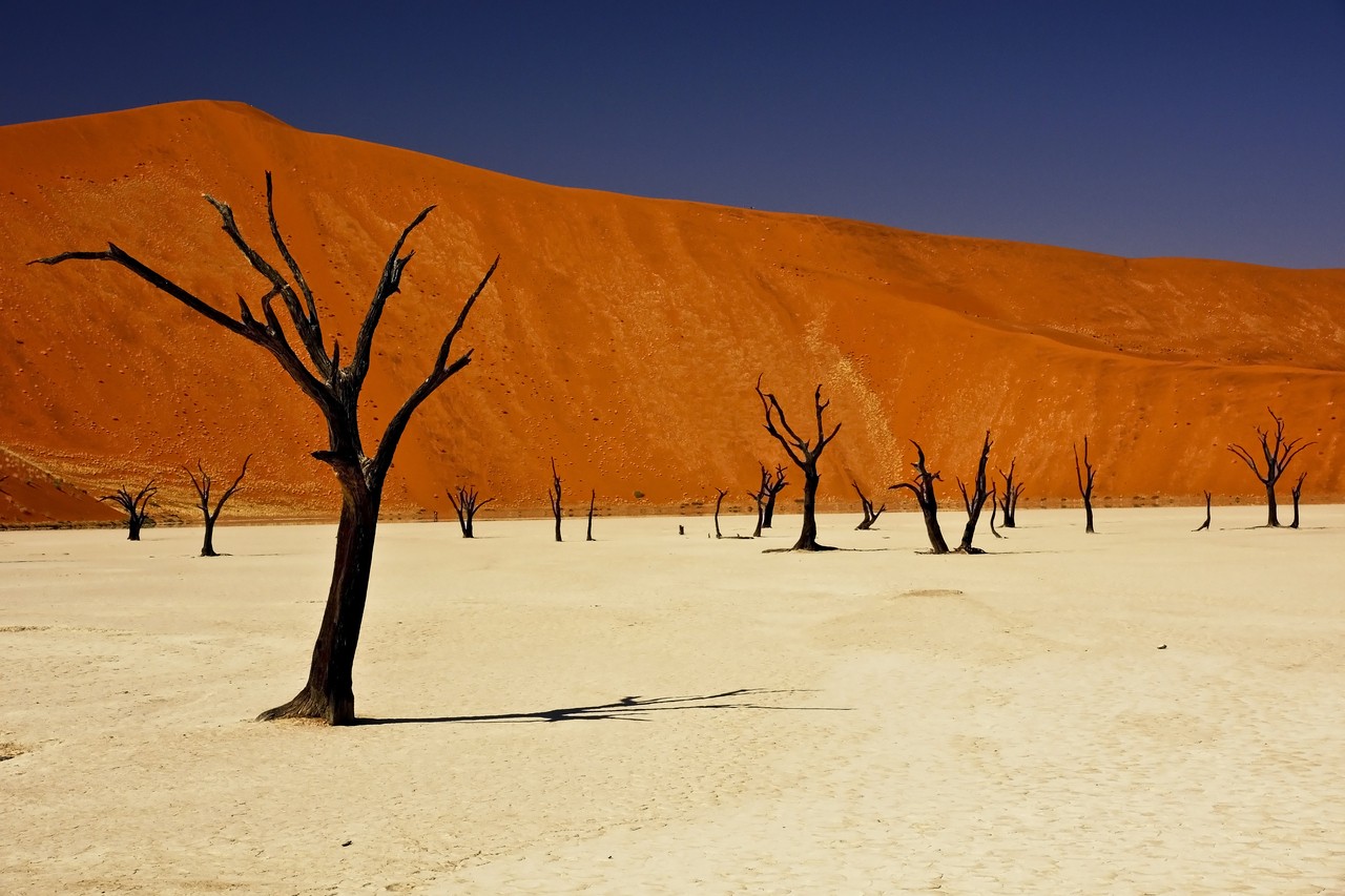 General 1280x853 Africa Namibia trees desert nature