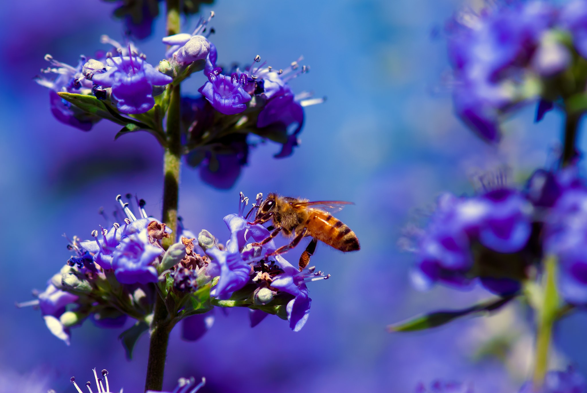 General 2048x1371 bees macro flowers plants insect animals purple flowers