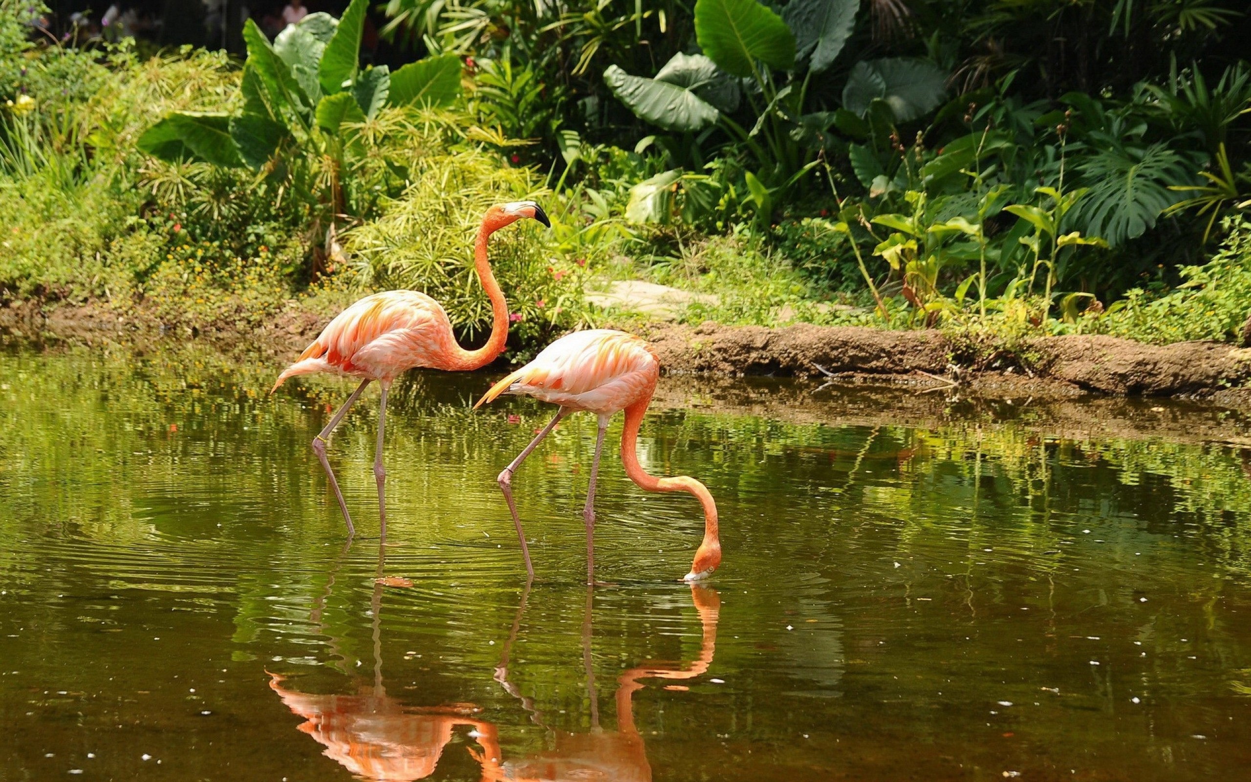 General 2560x1600 flamingos birds wildlife pond animals