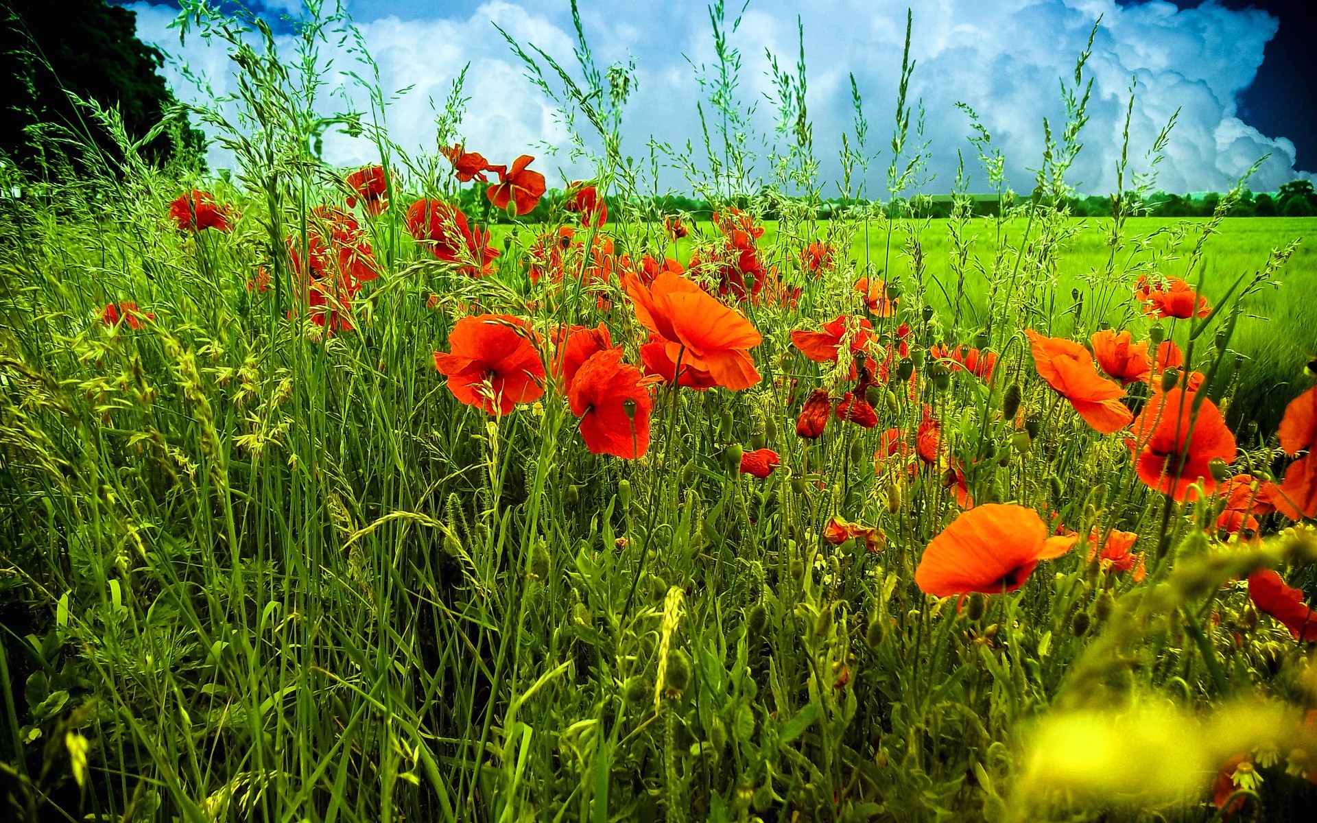 General 1920x1200 grass plants puppies flowers red flowers nature