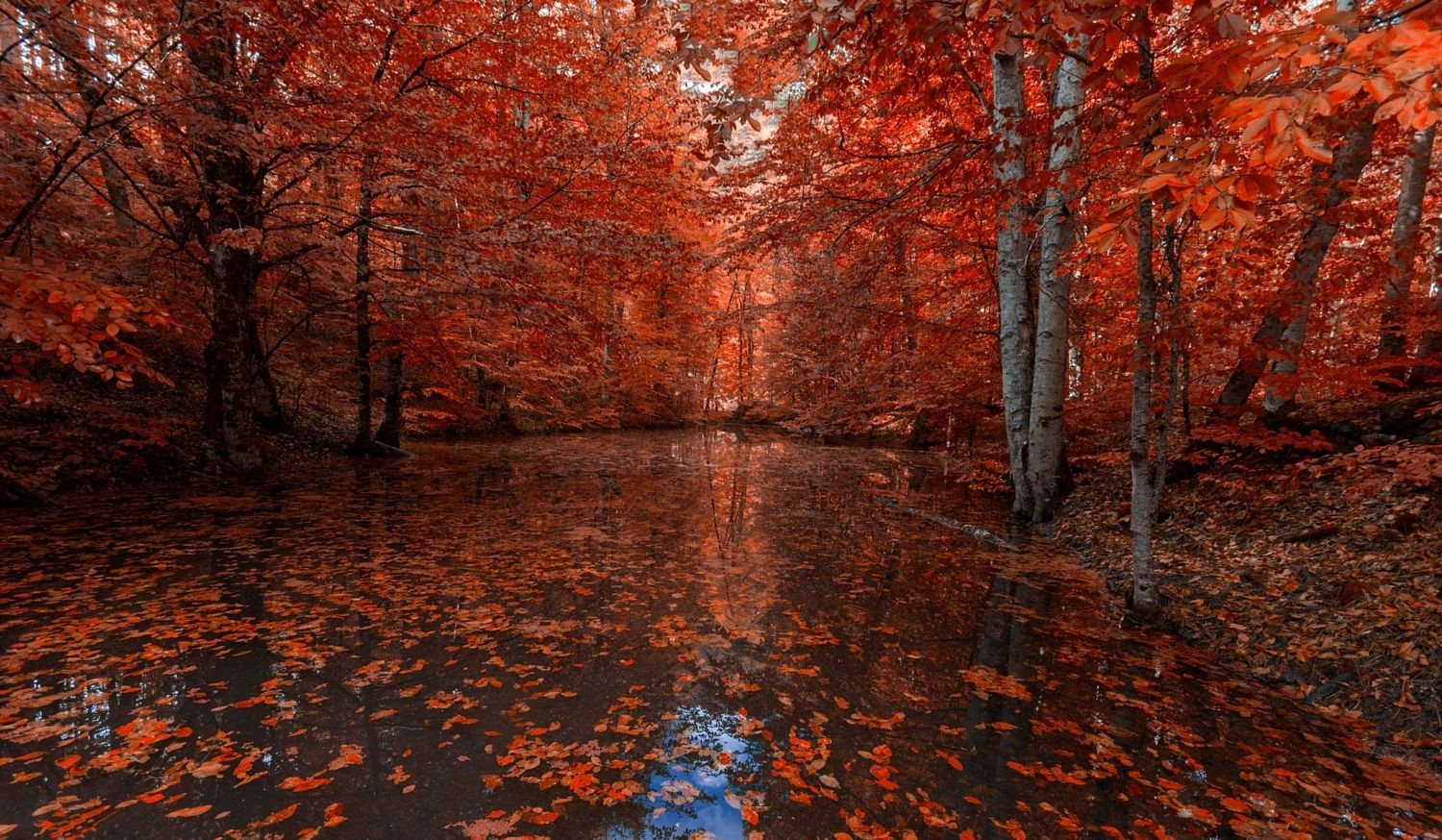 General 1500x874 nature photography landscape fall red leaves river forest trees