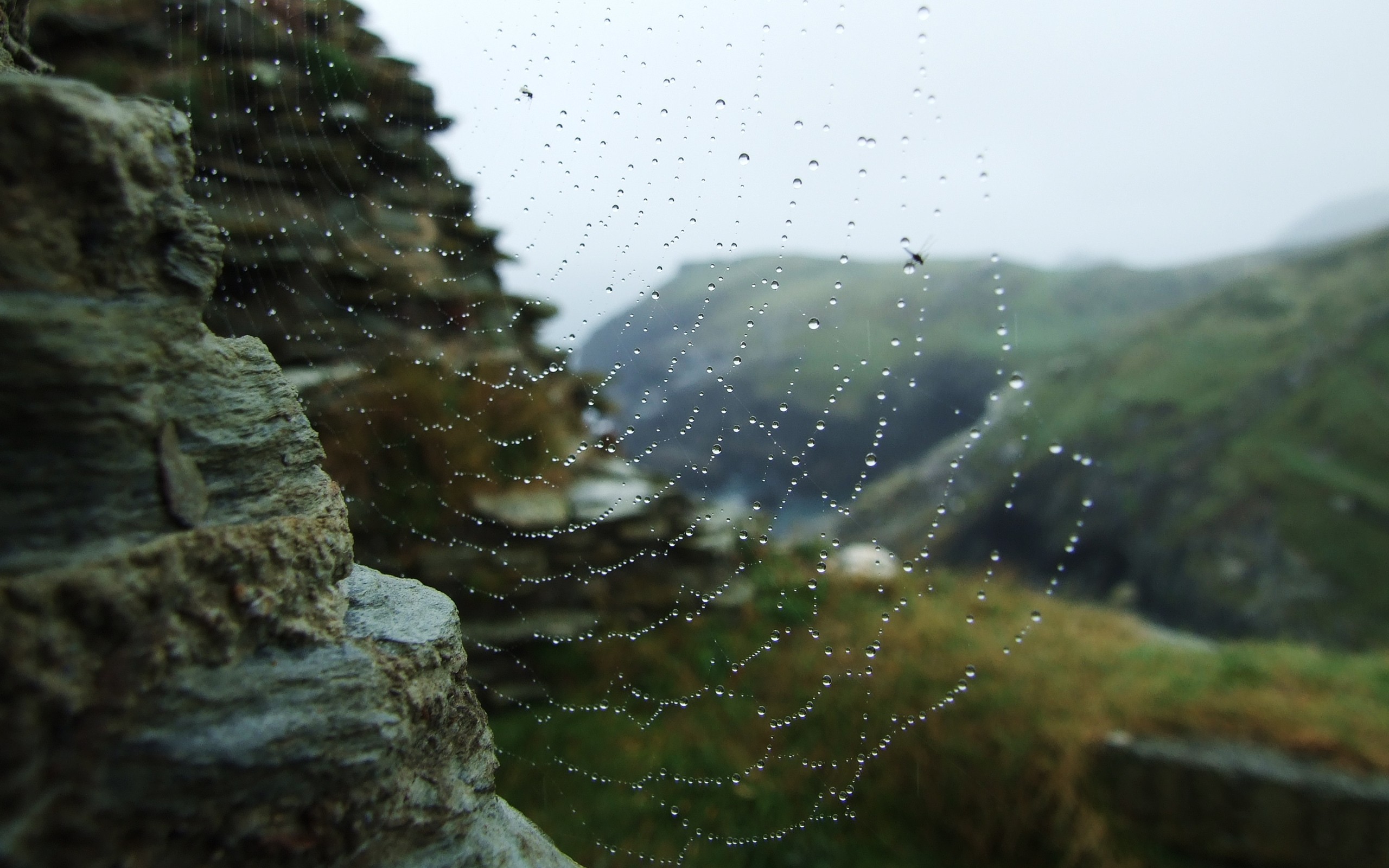 General 2560x1600 nature closeup water drops spiderwebs