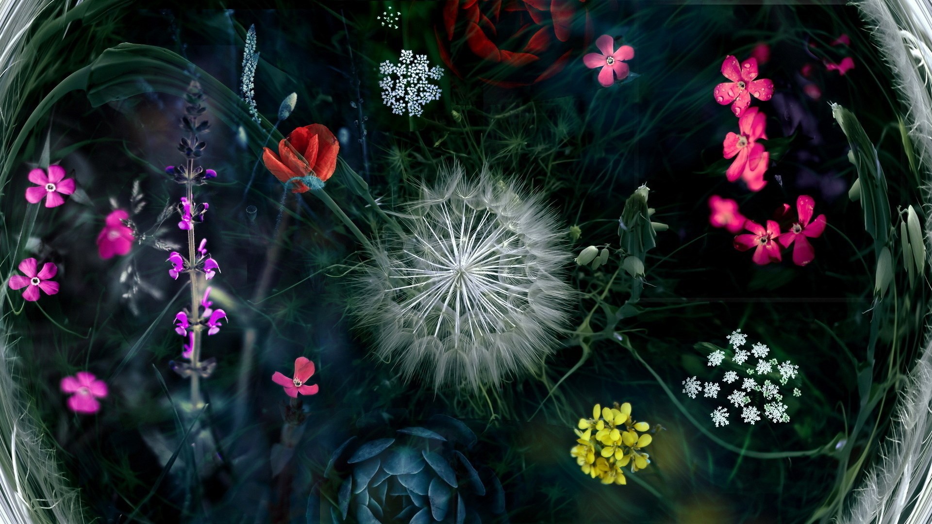 General 1920x1080 flowers red flowers rose yellow flowers dandelion pink flowers plants petals collage poppies