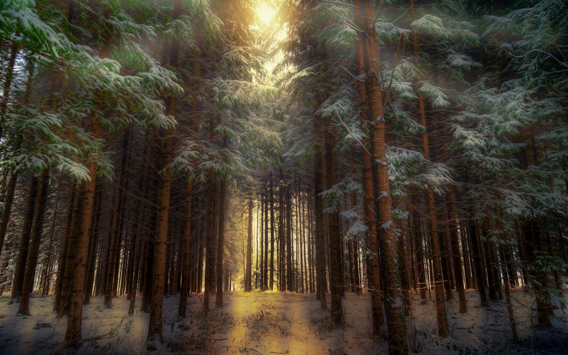 General 1920x1200 forest nature trees winter HDR sunlight