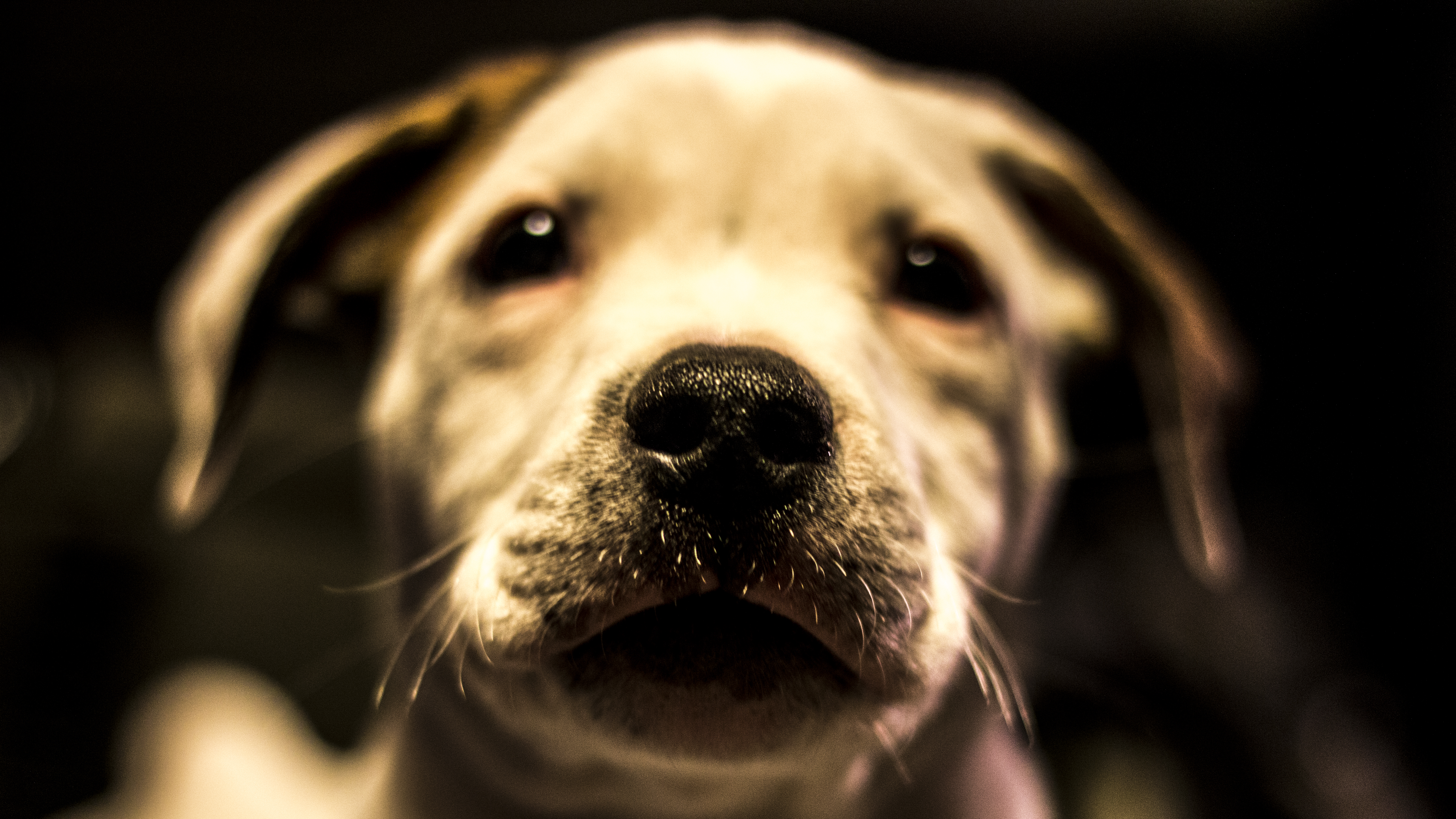 General 5472x3078 dog puppies closeup blurred depth of field frontal view