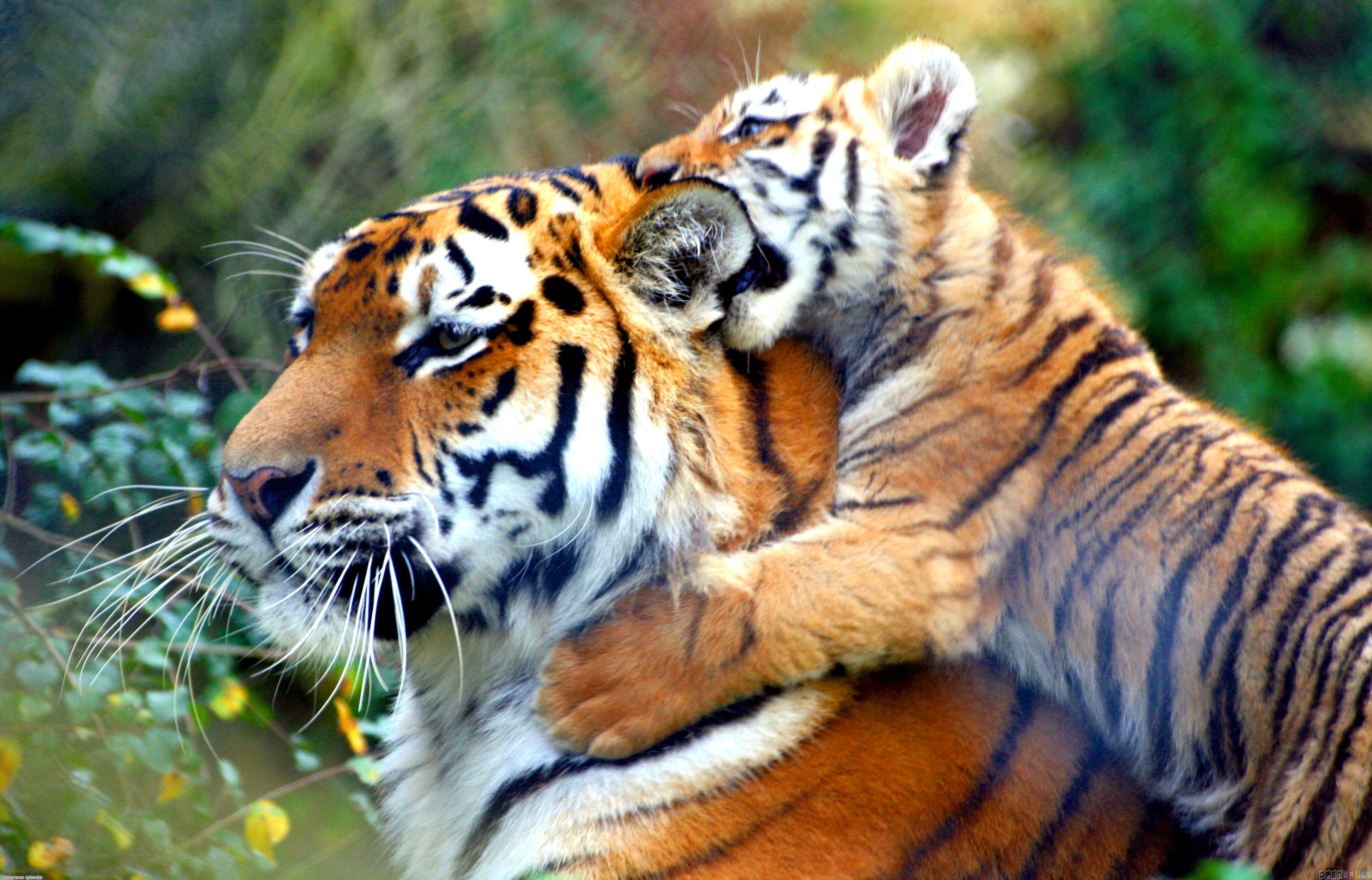 General 3888x2493 animals tiger cats big cats closeup fur whiskers blurred