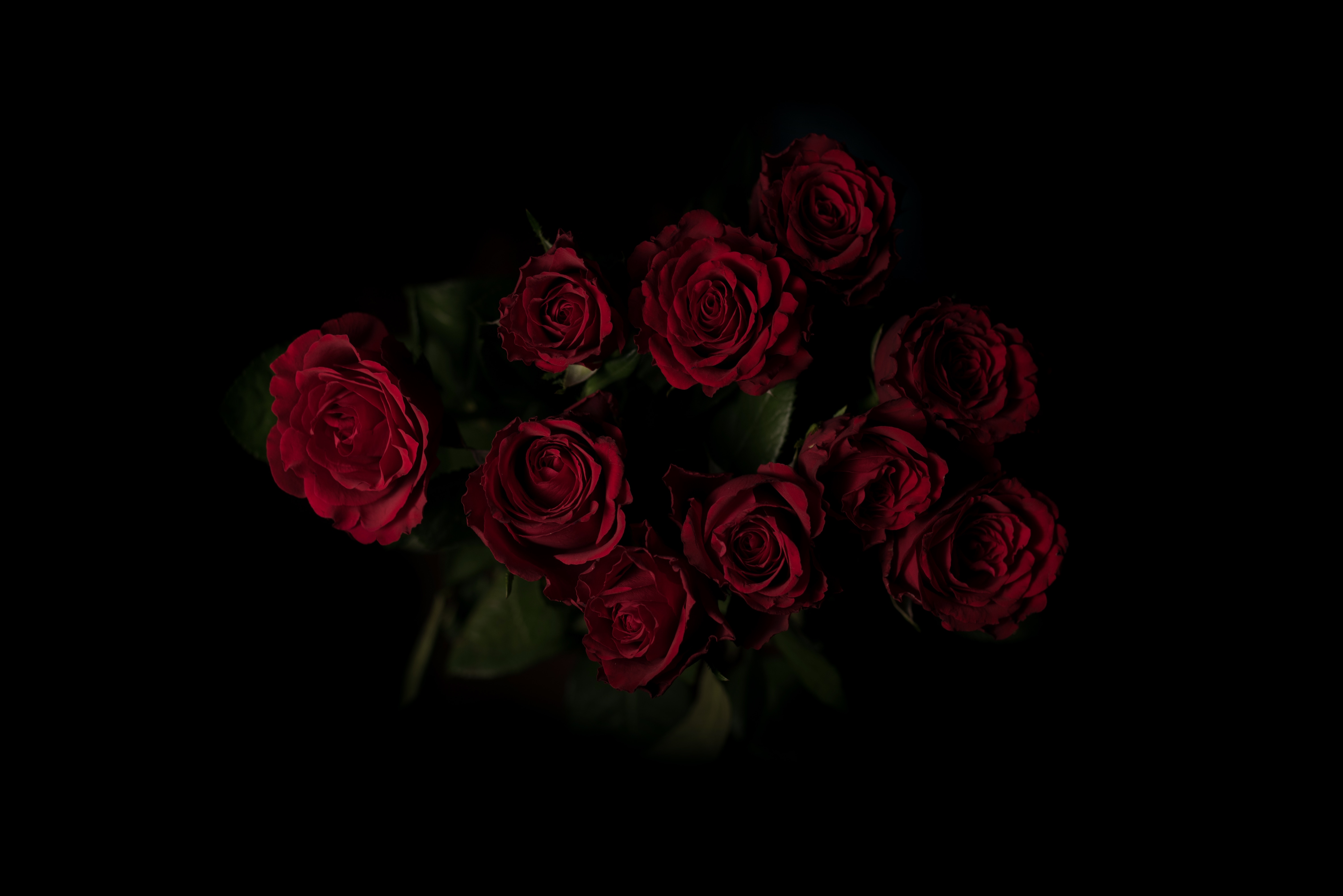 General 6016x4016 red flowers rose dark background top view low light closeup simple background