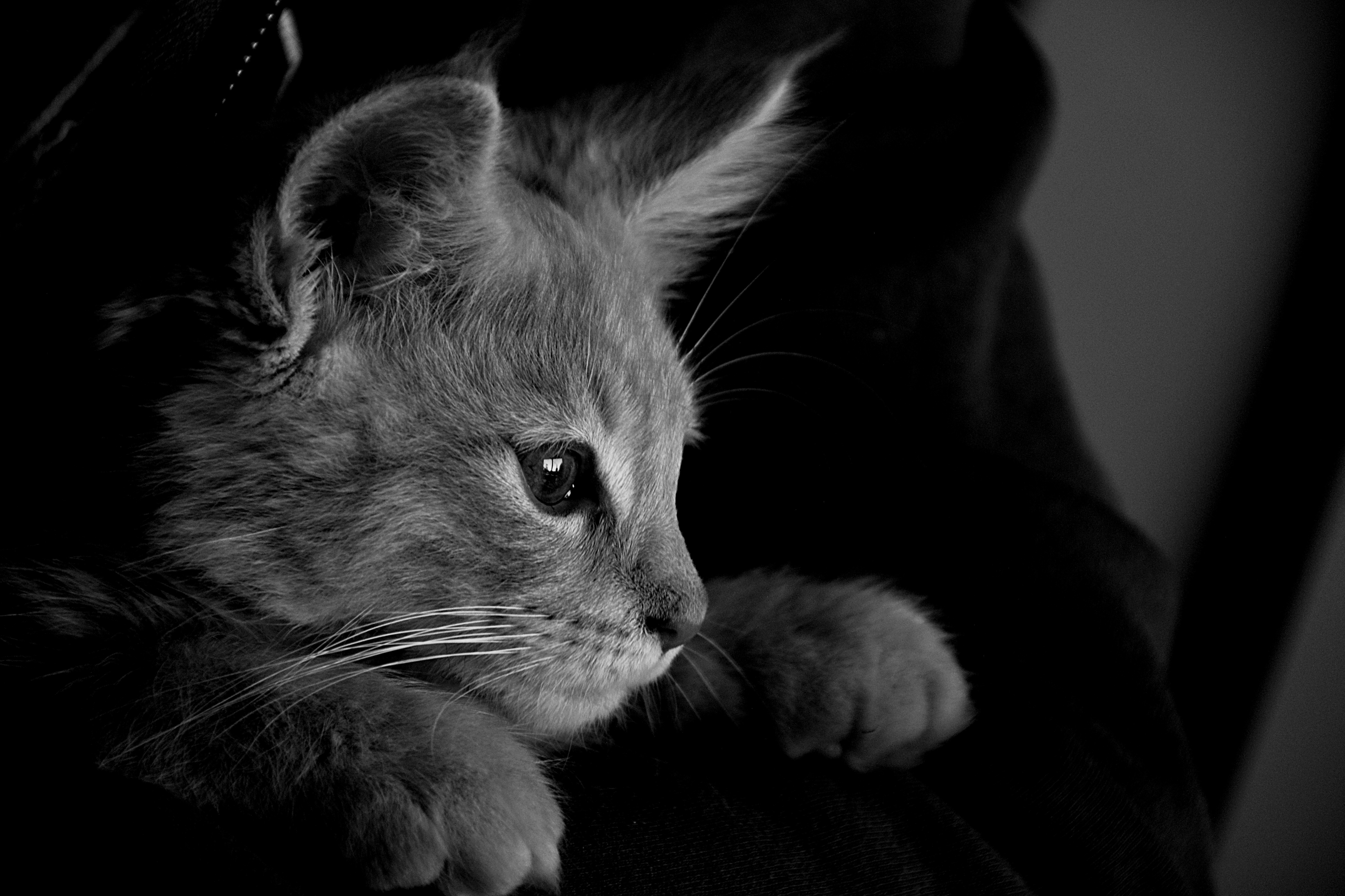 General 6000x4000 photography cats monochrome gray