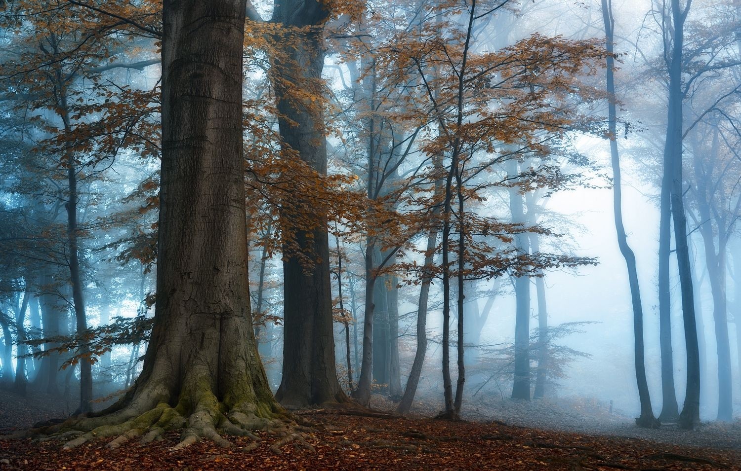 General 1500x955 photography nature morning mist sunlight forest fall trees blue