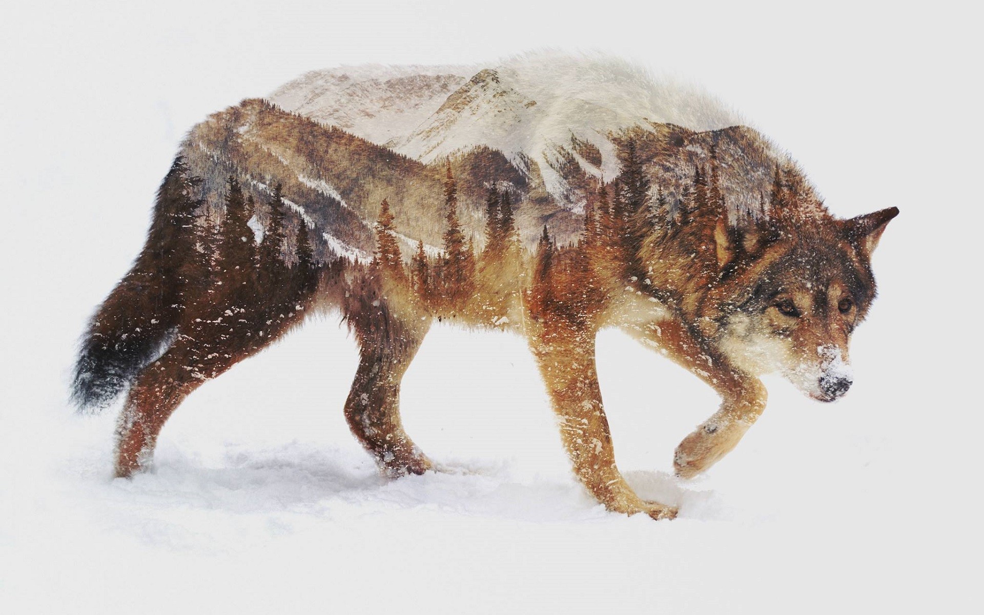 General 1920x1200 wolf animals nature landscape photo manipulation double exposure snow
