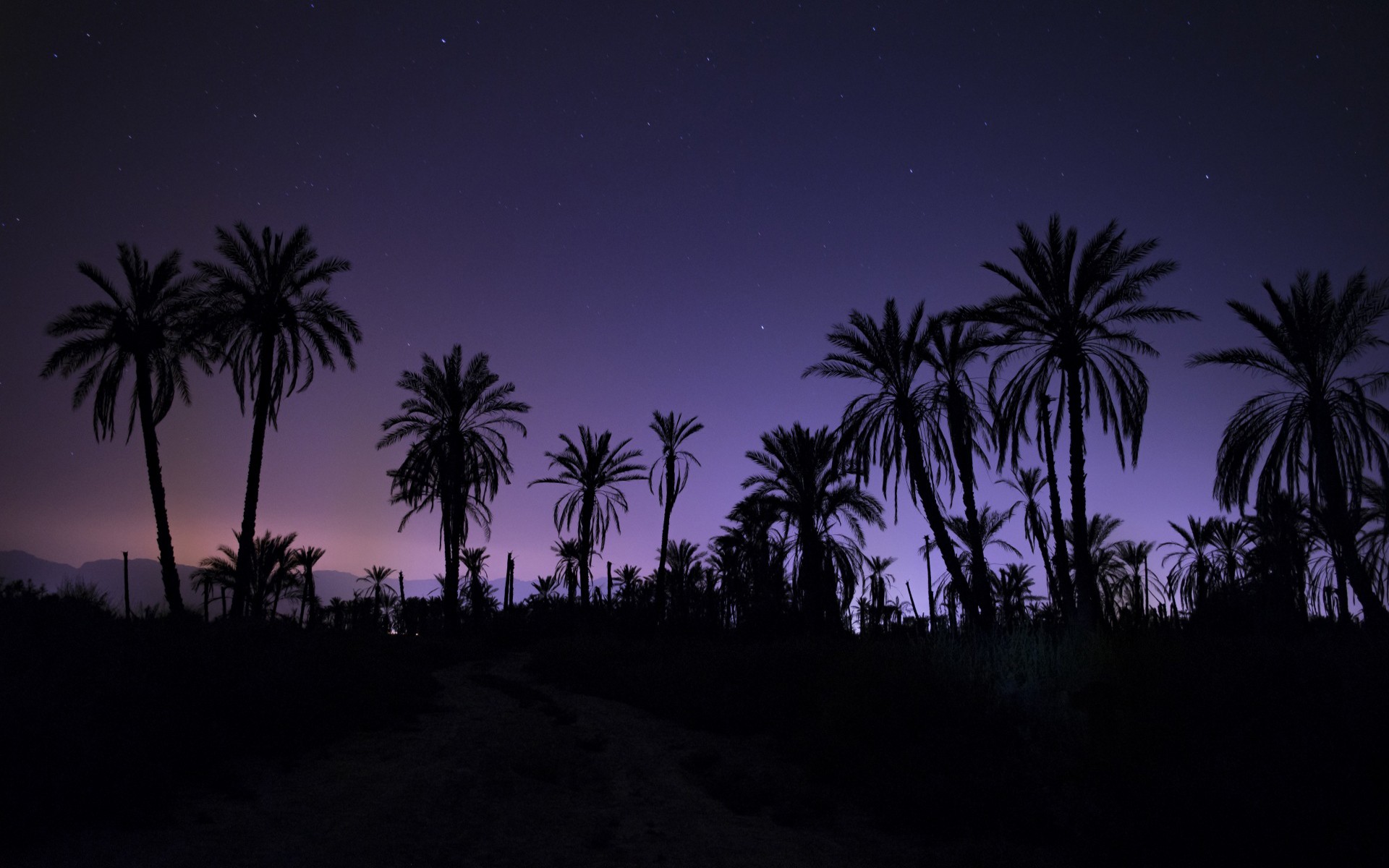 General 1920x1200 night palm trees purple sky calm