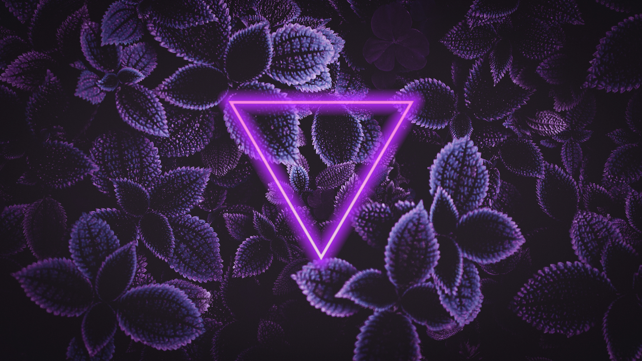General 2090x1175 triangle neon purple photoshopped dark flowers