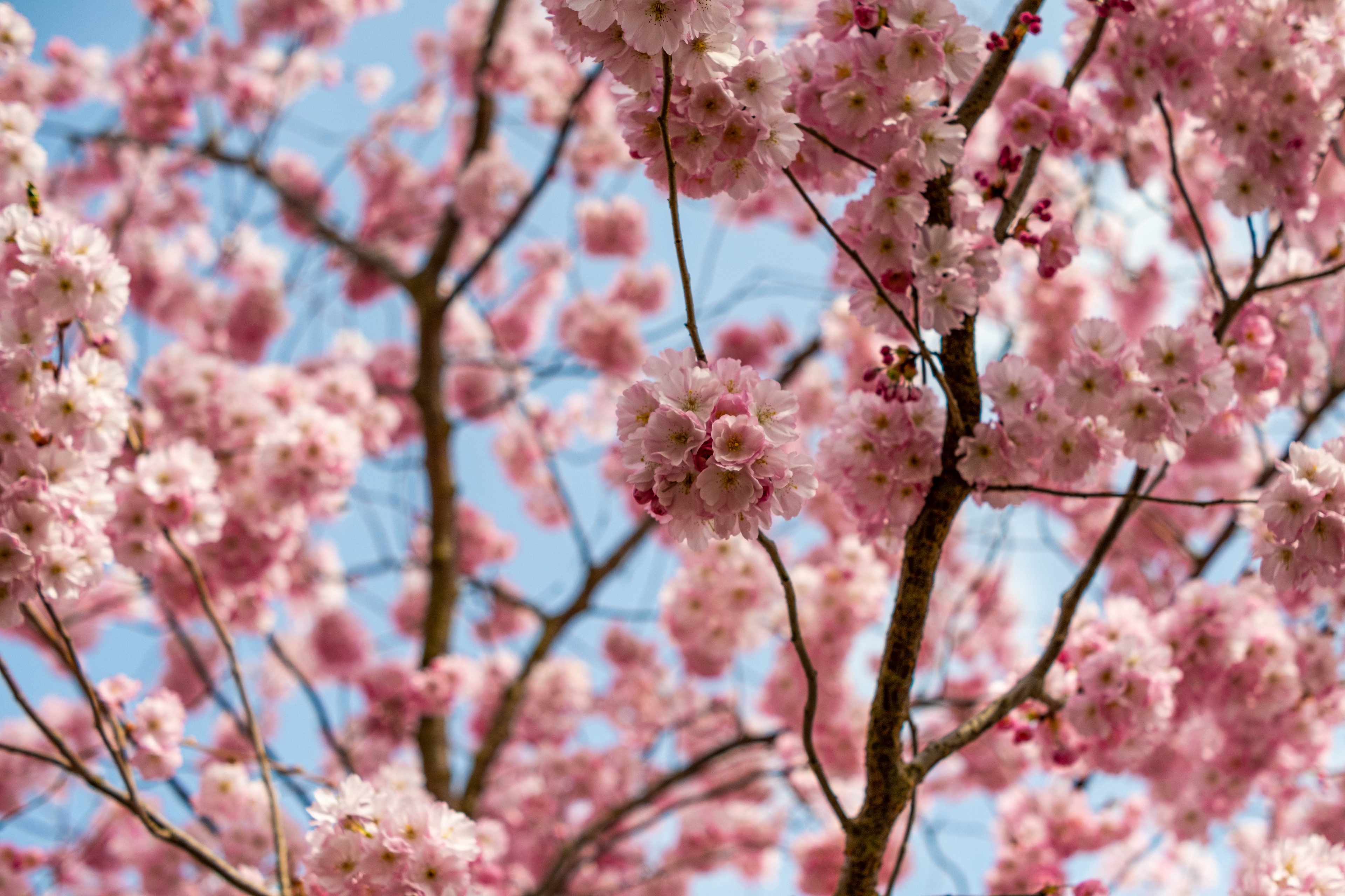 General 3840x2560 spring flowers cherry blossom plants closeup branch trees
