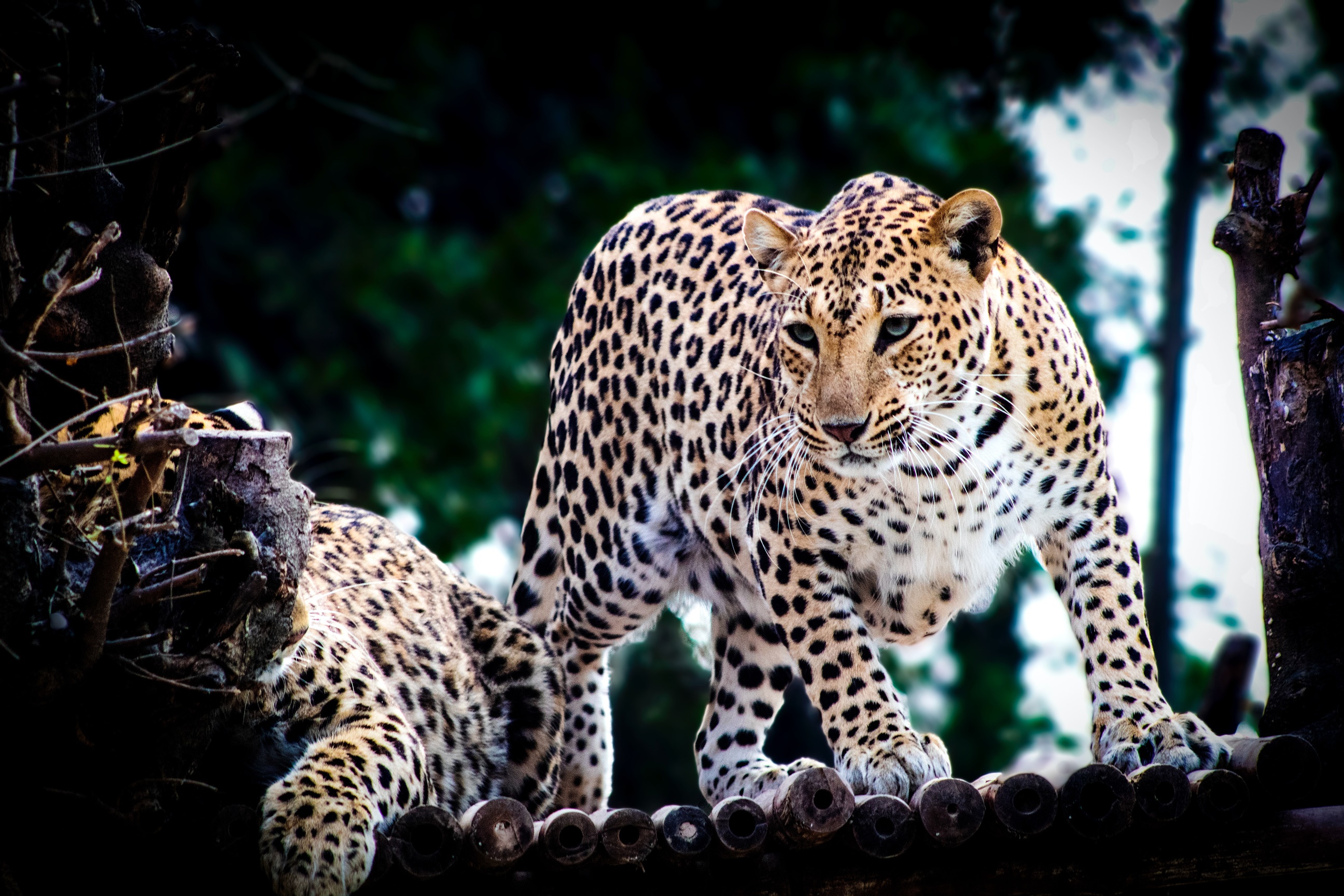 General 2592x1728 animals nature photography feline mammals jaguars