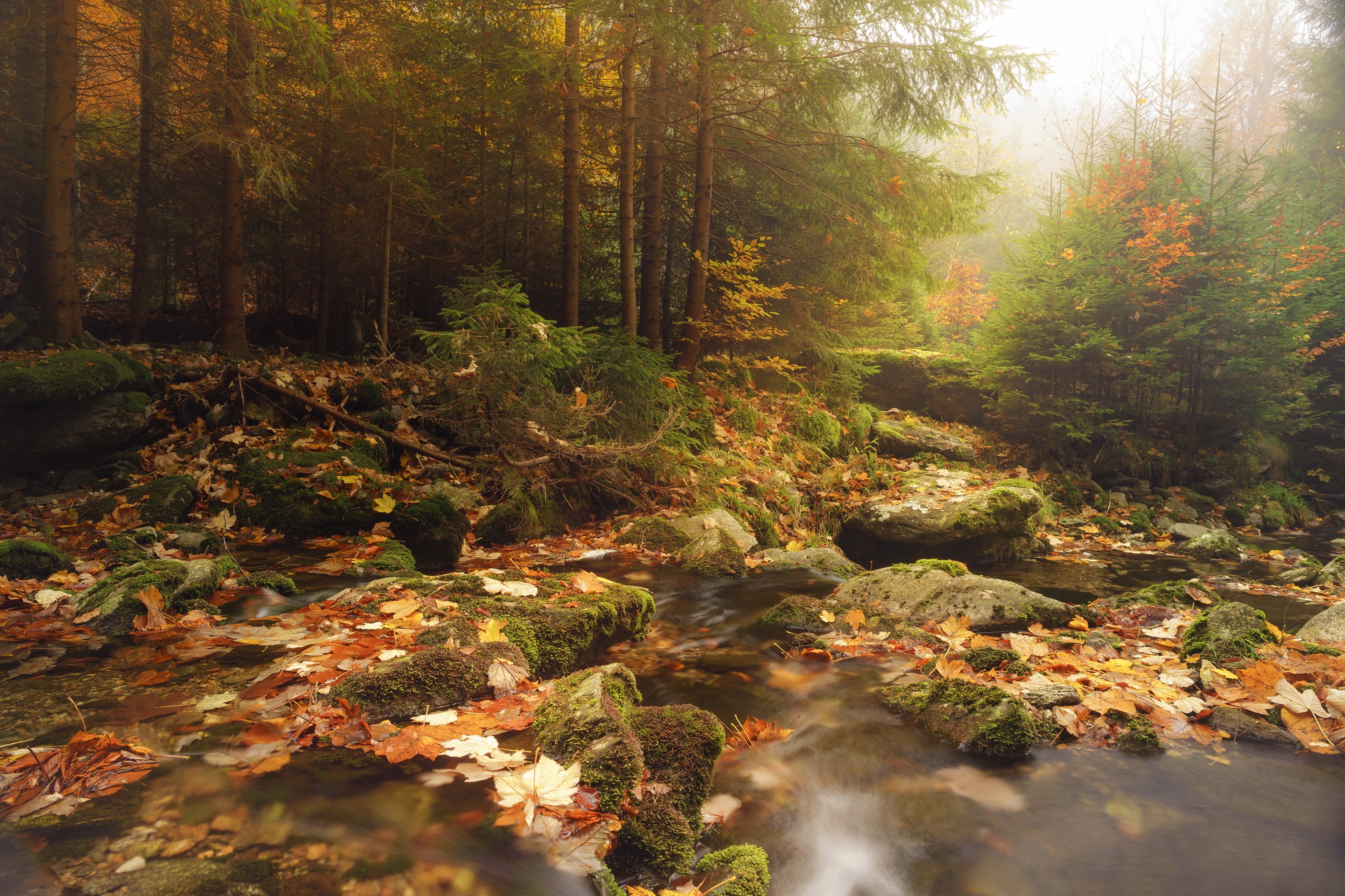 General 3000x2000 fall trees outdoors nature creeks plants leaves fallen leaves