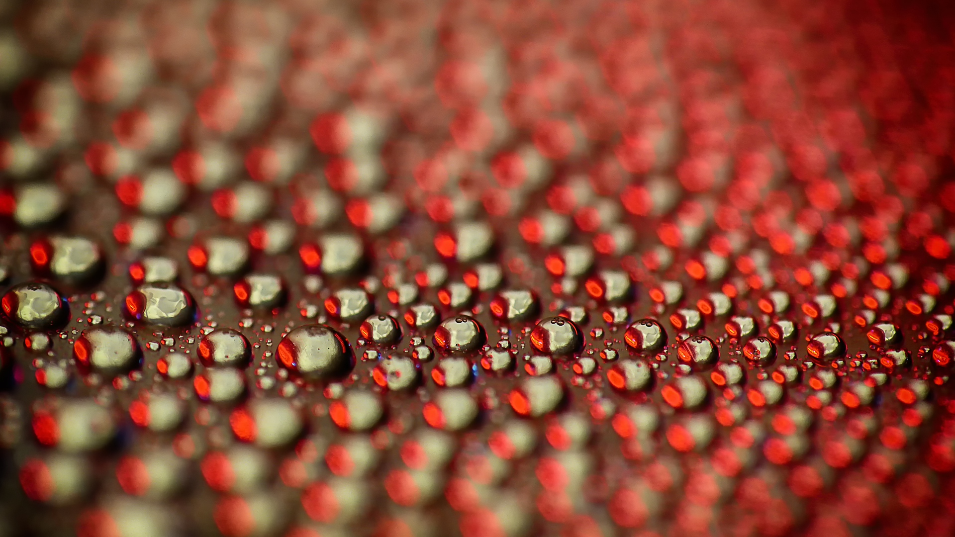 General 1920x1080 red macro water water drops depth of field colorful closeup