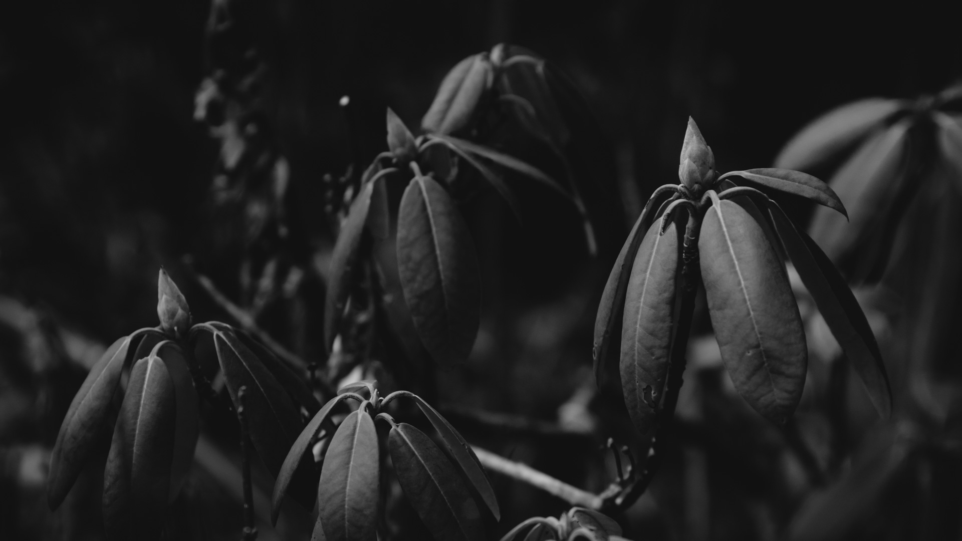 General 1920x1080 plants monochrome spring dark dark background leaves nature
