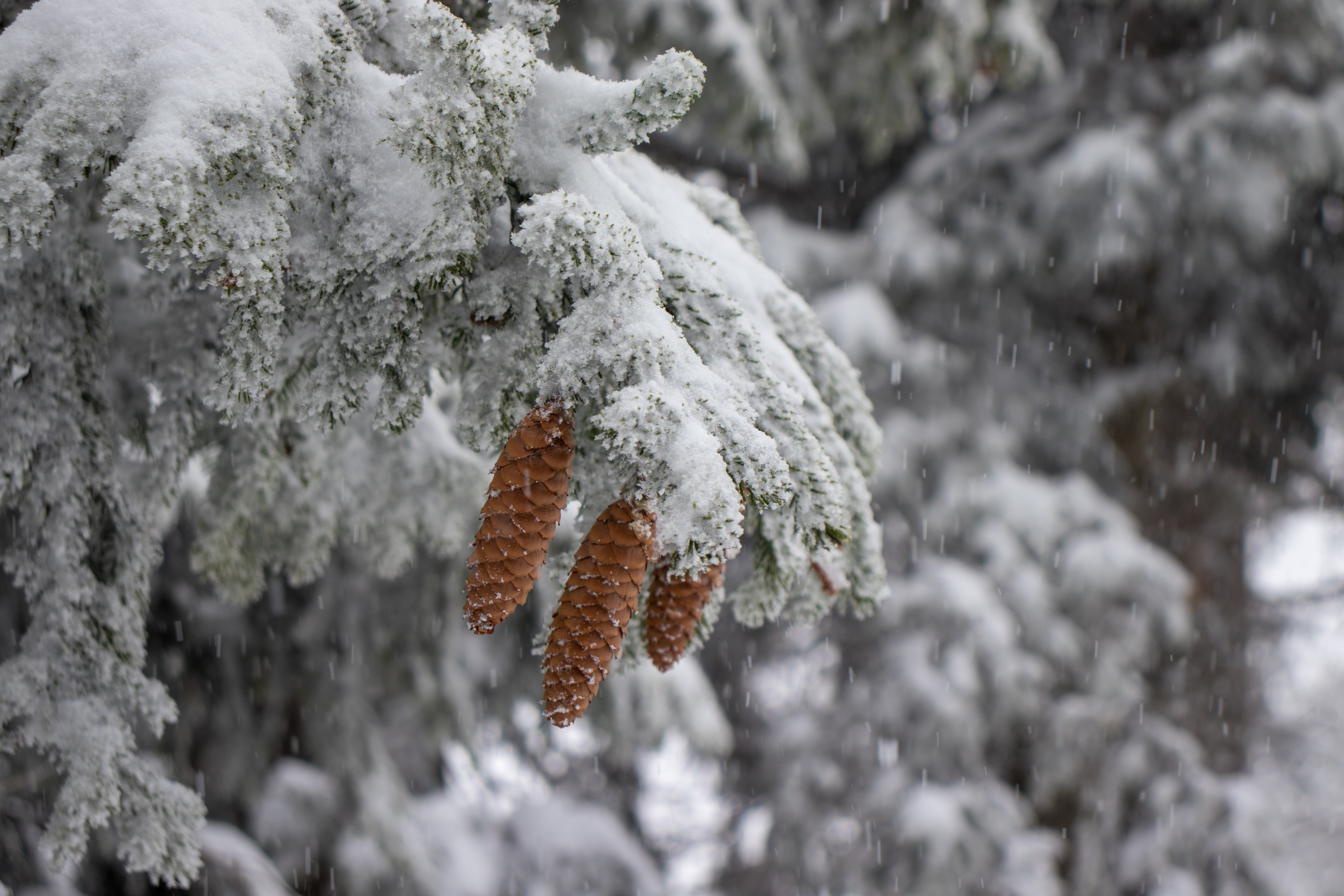 General 6000x4000 snow fir-tree landscape pine cones winter closeup