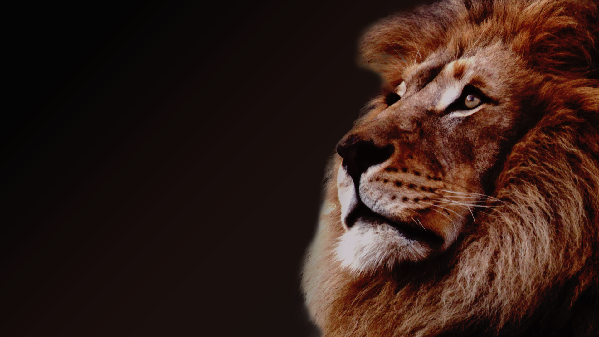 General 1920x1080 lion animals big cats simple background black background
