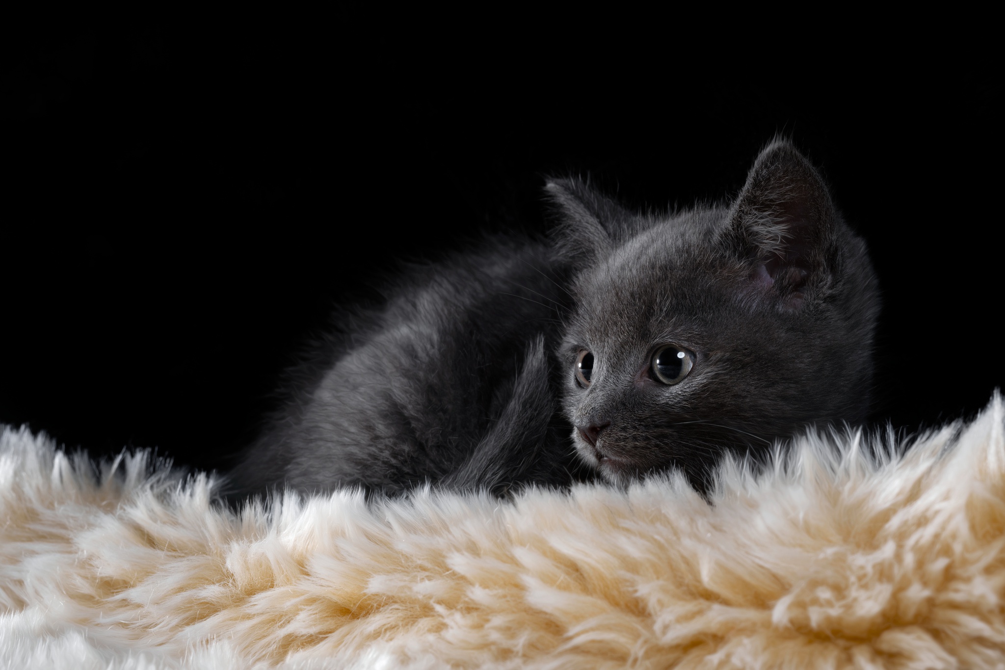 General 2048x1365 cats animals carpet black feline kittens