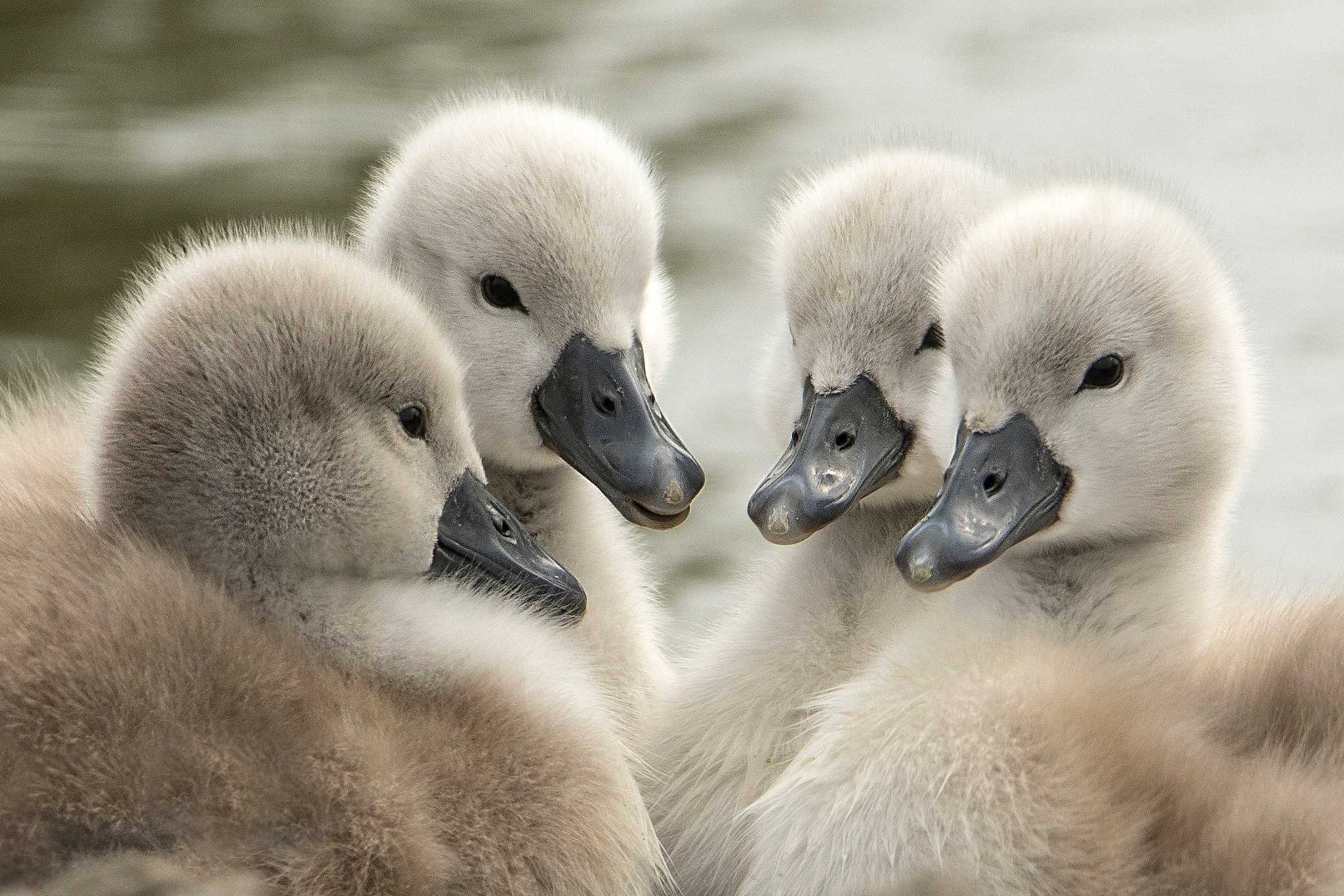 General 2048x1366 animals baby animals swans closeup beak blurry background blurred fur