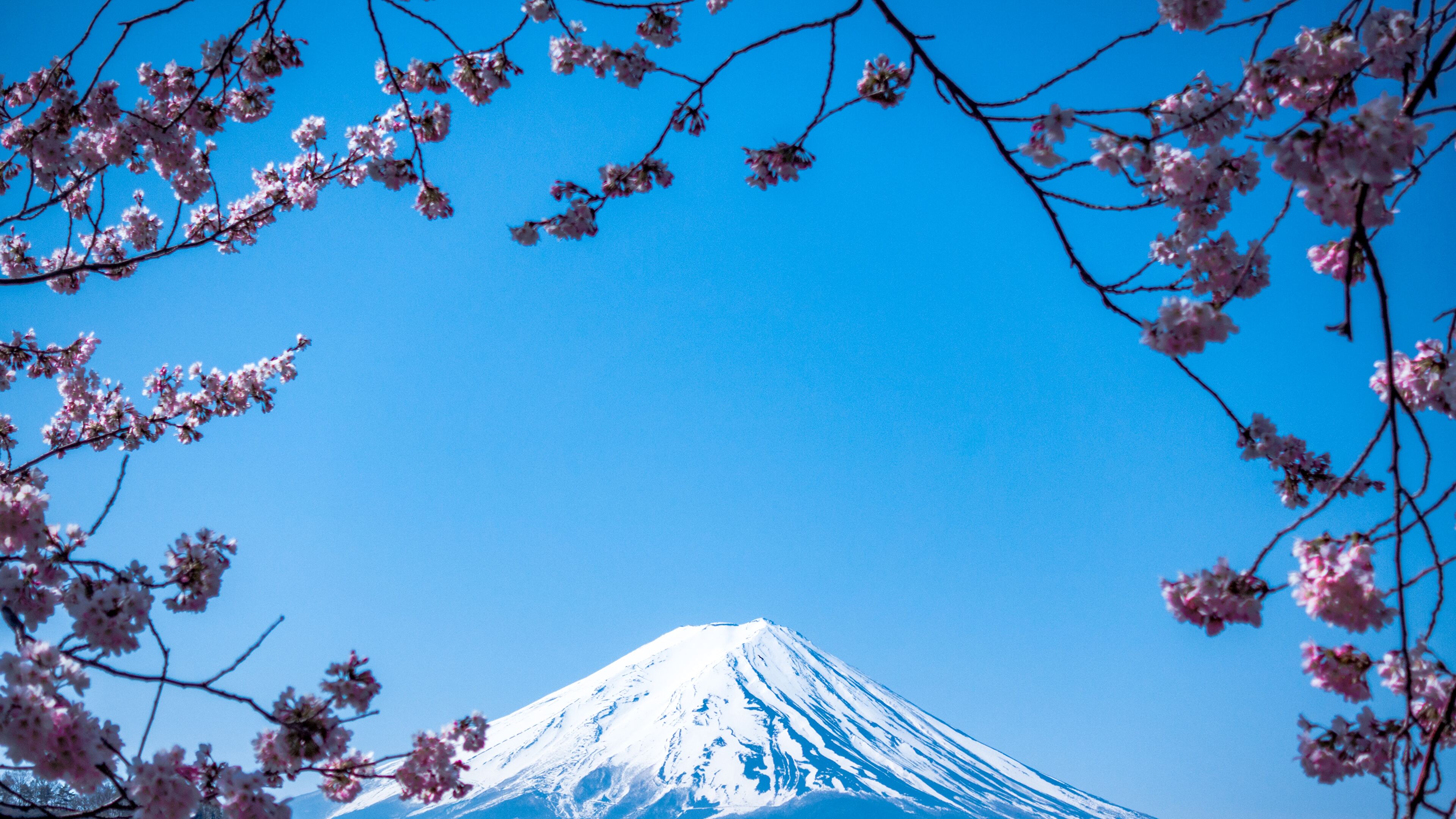 General 3840x2160 Mount Fuji snow cherry blossom clear sky