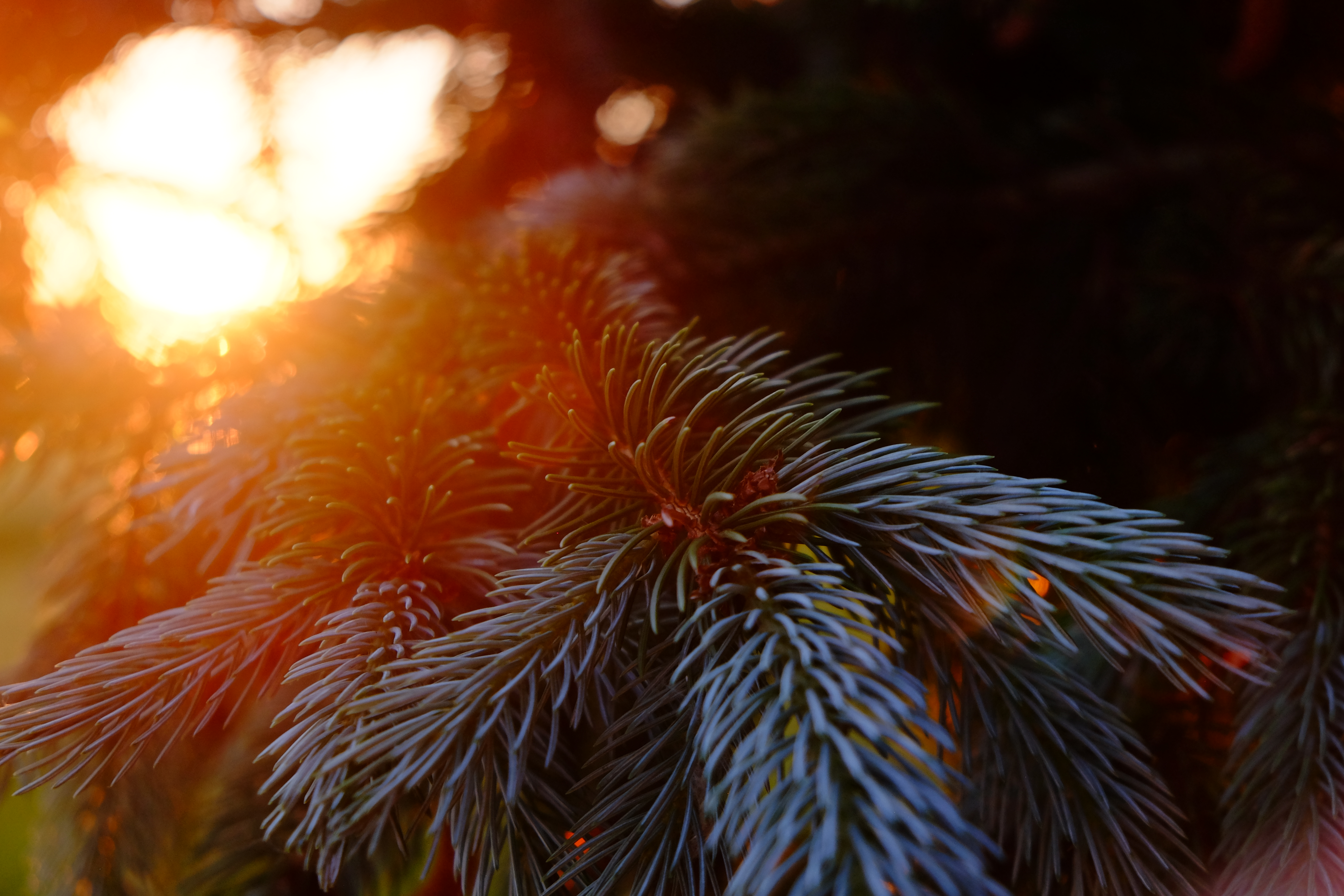 General 4896x3264 Sun pine trees branch dappled sunlight lens flare nature closeup