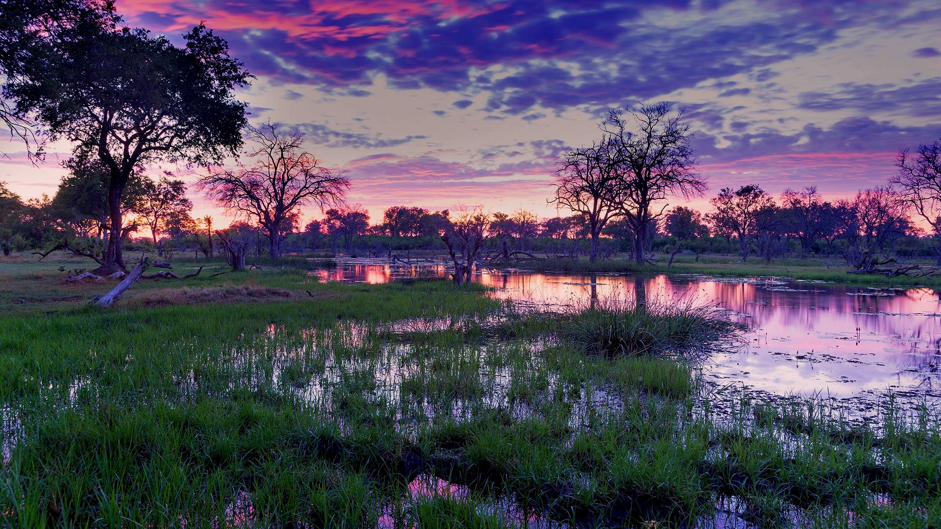 General 1920x1080 nature landscape trees forest plants water clouds sky dawn Botswana Africa