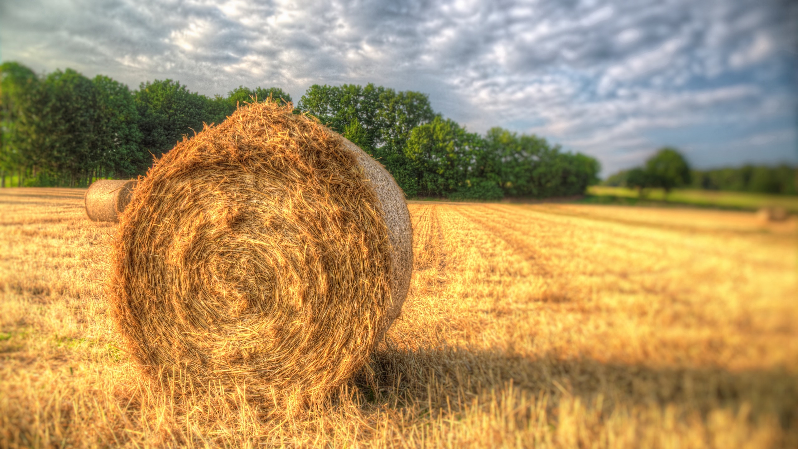 General 2560x1440 outdoors field straw hay bales