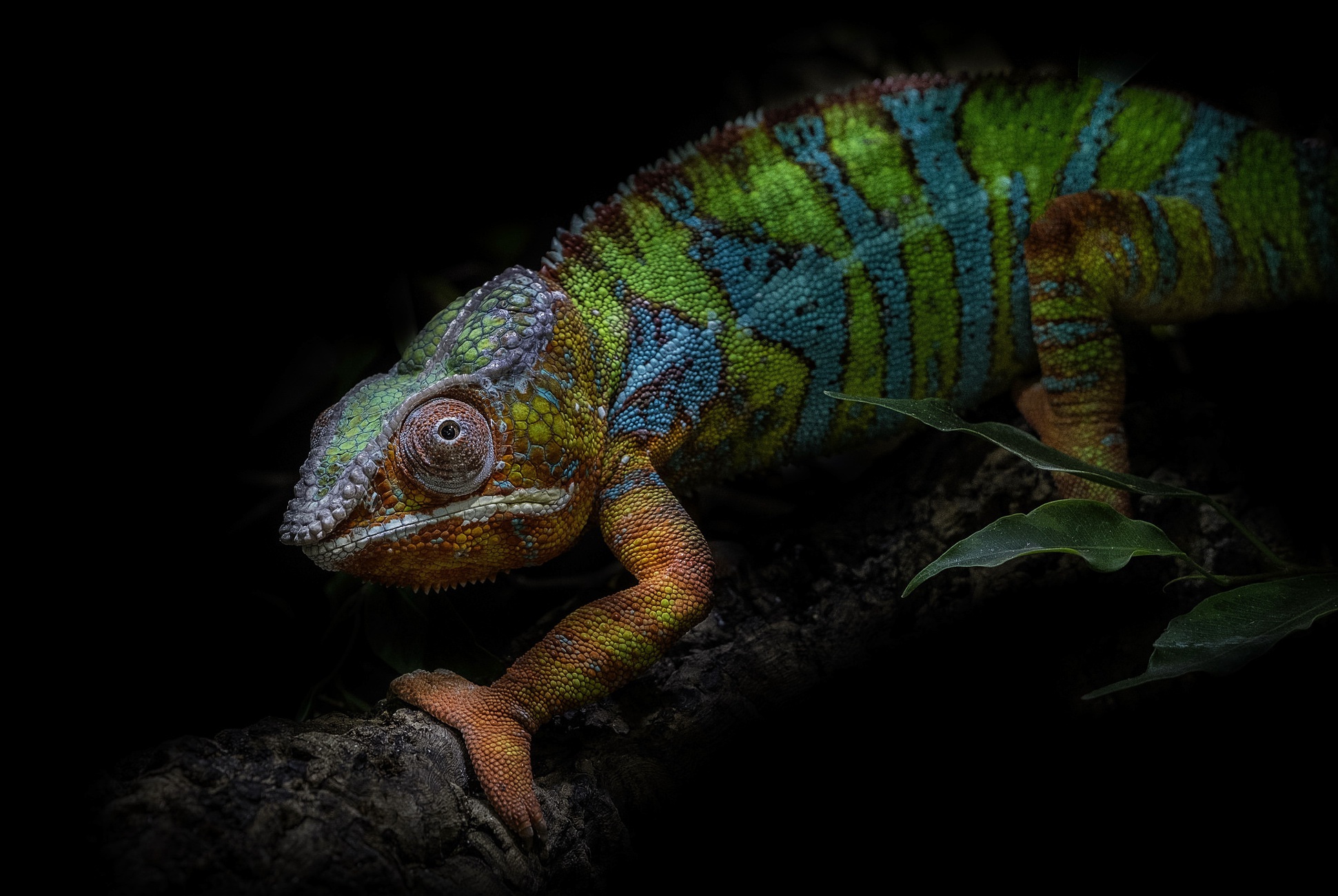 General 1941x1301 animals colorful chameleons simple background black background