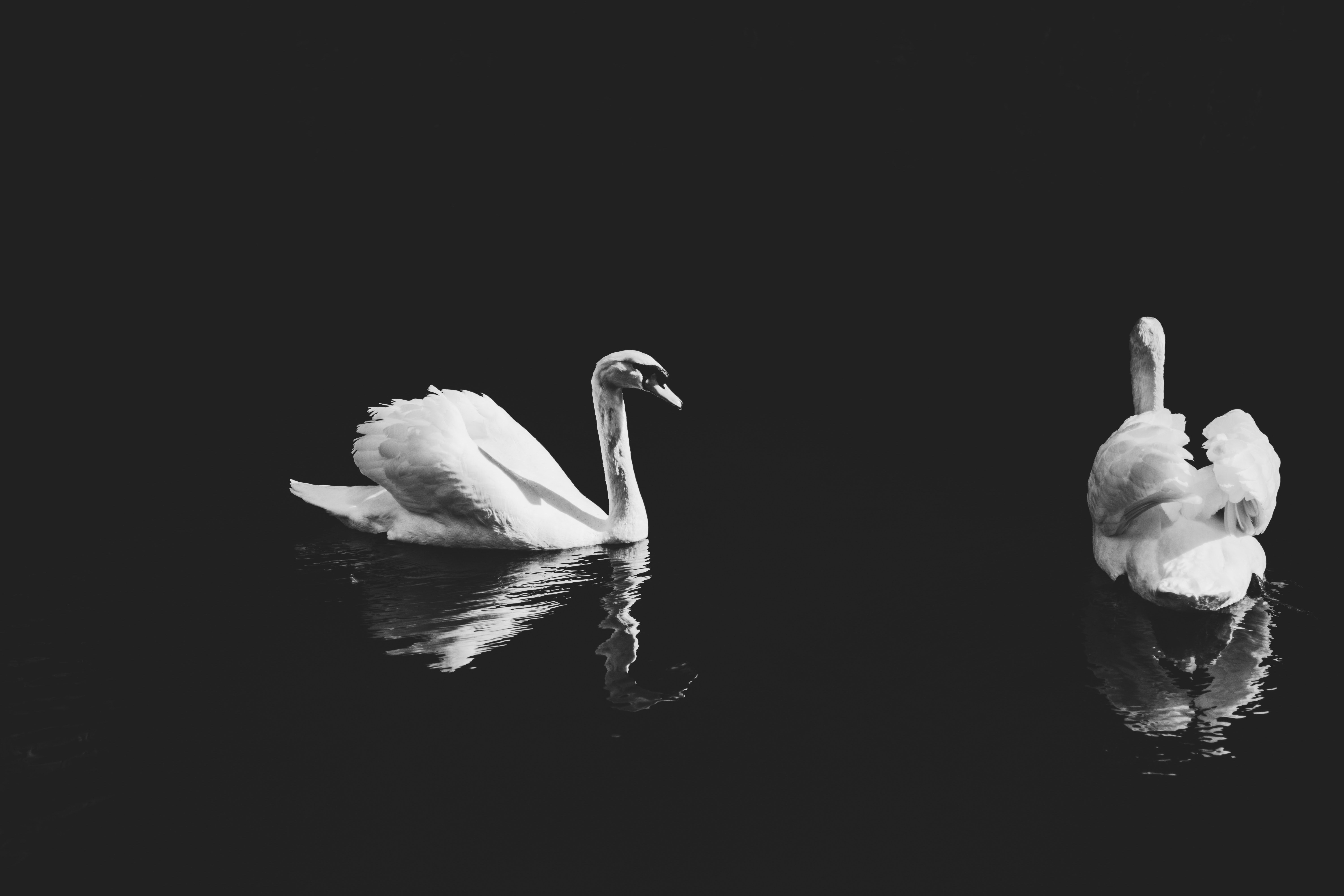 General 6000x4000 photography nature swans animals monochrome