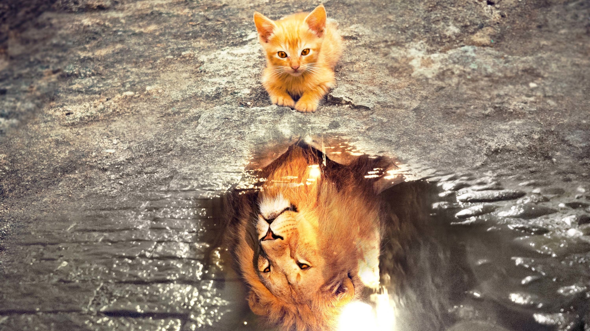 General 1920x1080 nature animals cats kittens lion wild cat water reflection imagination baby animals courageous  cobblestone