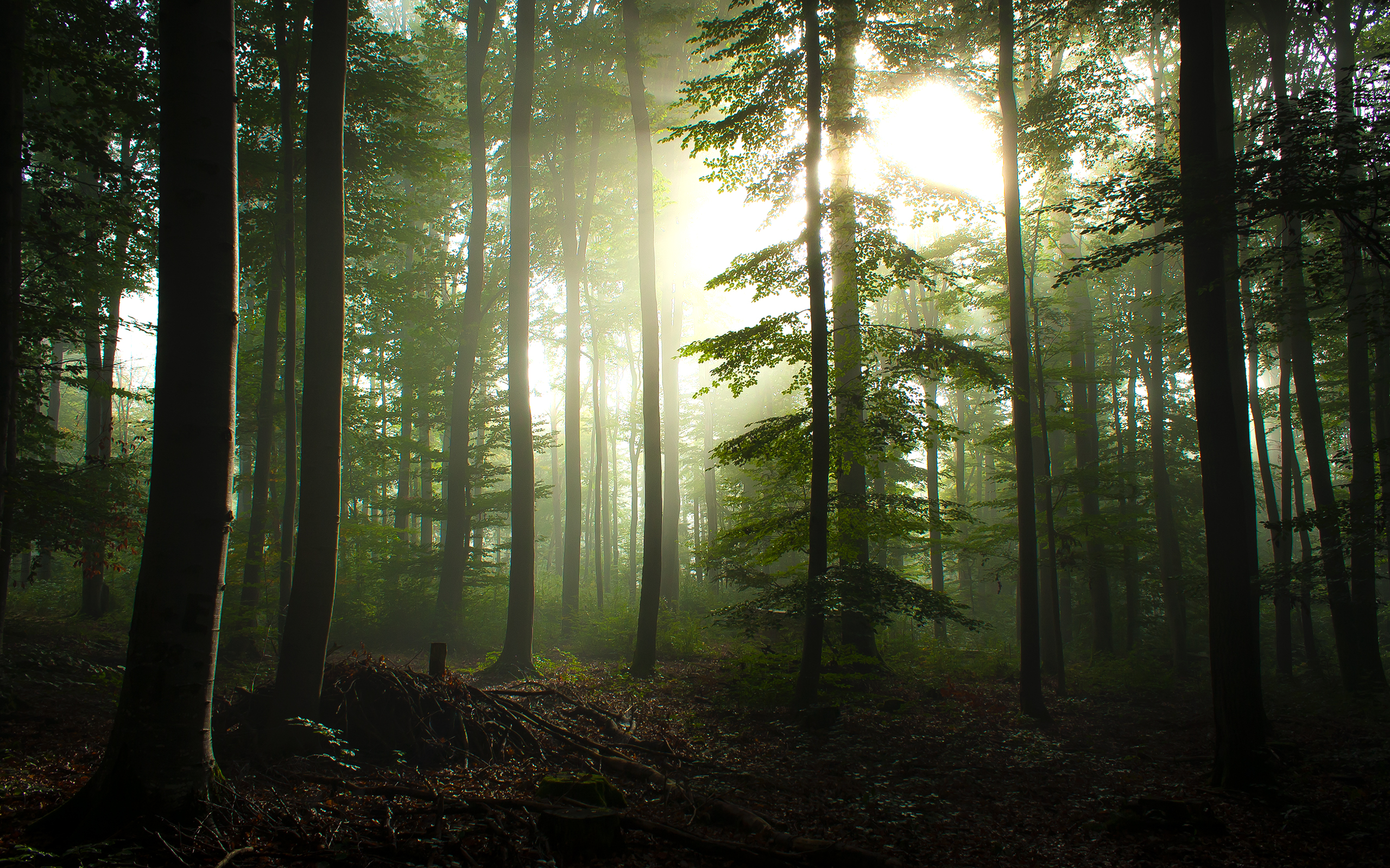 General 2560x1600 forest pine trees trees nature