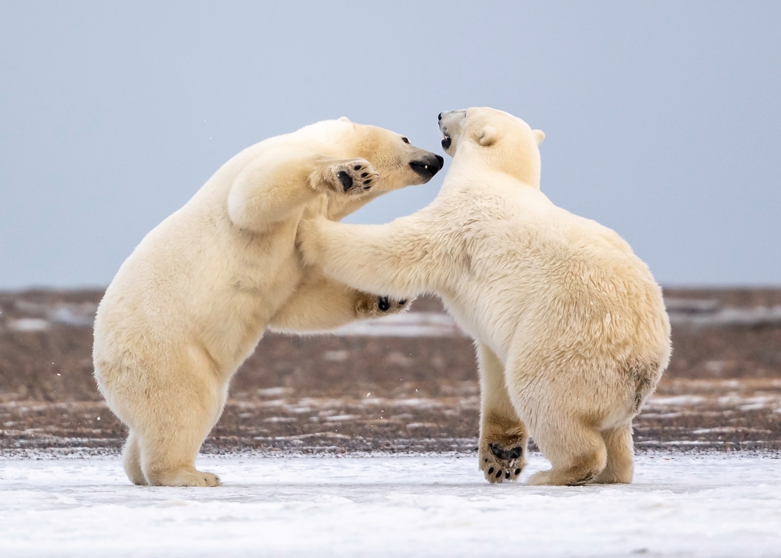 General 2560x1828 bears polar bears animals mammals