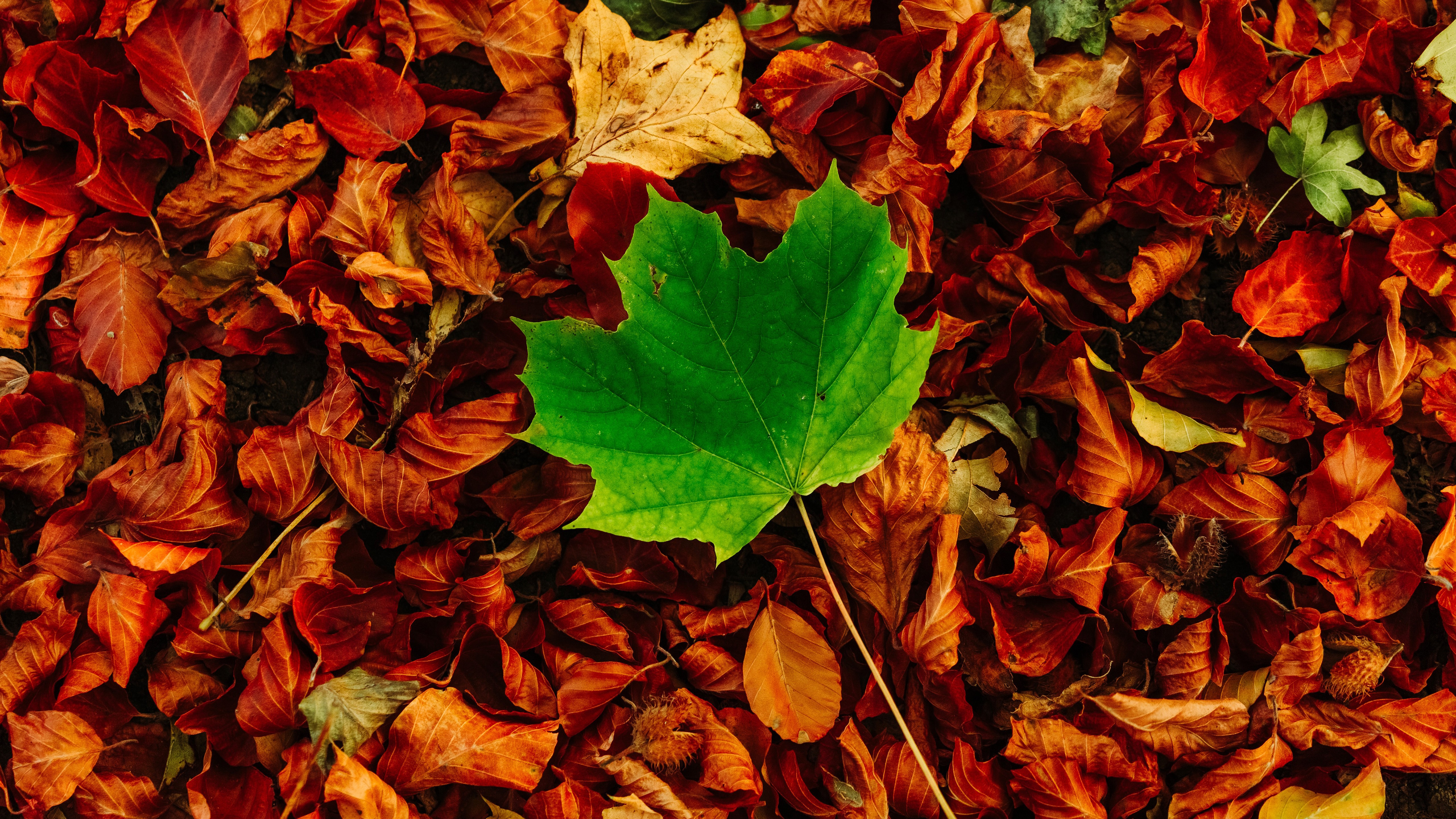 General 5120x2880 fall leaves fallen leaves