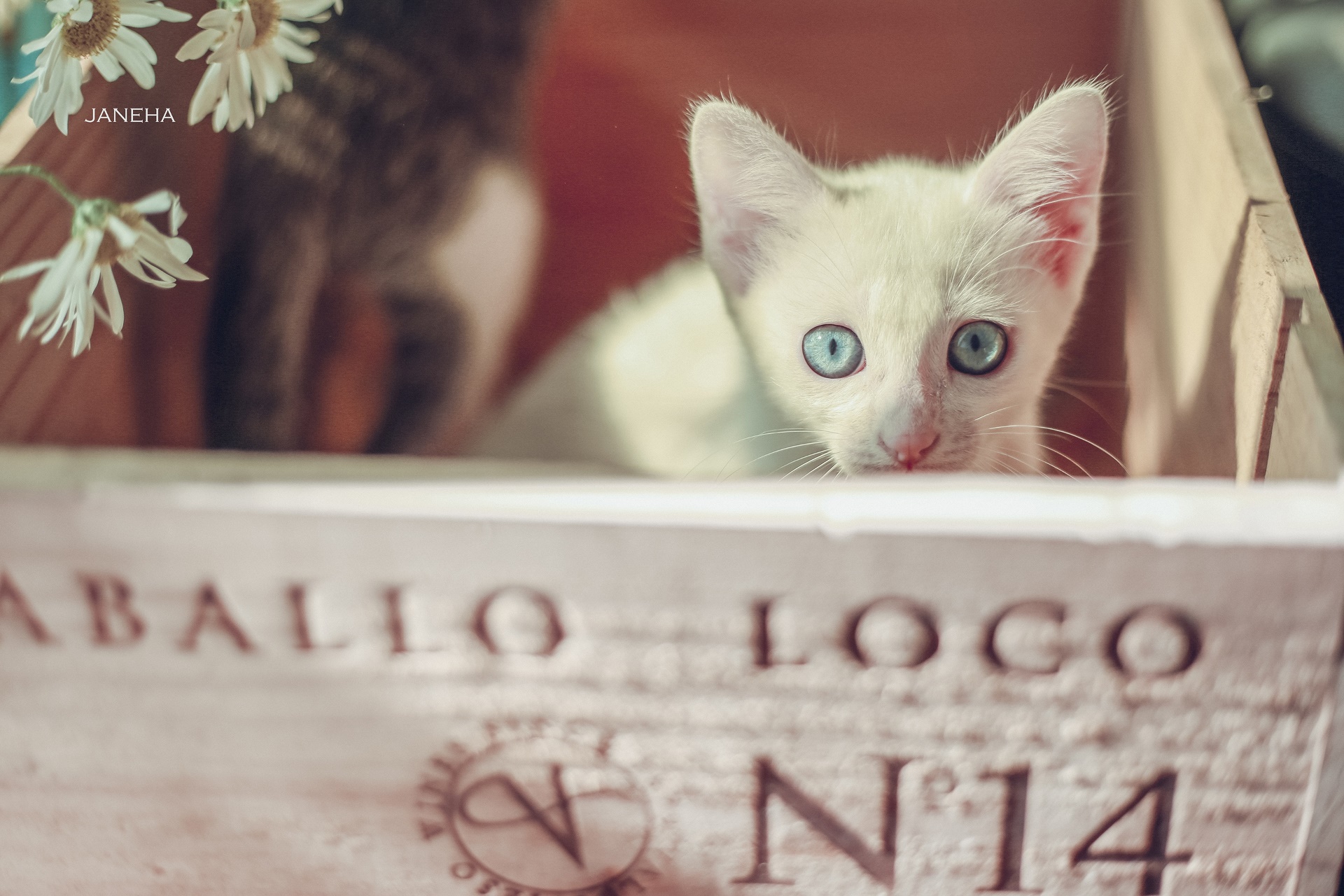 General 1920x1280 blue eyes animals cats mammals boxes