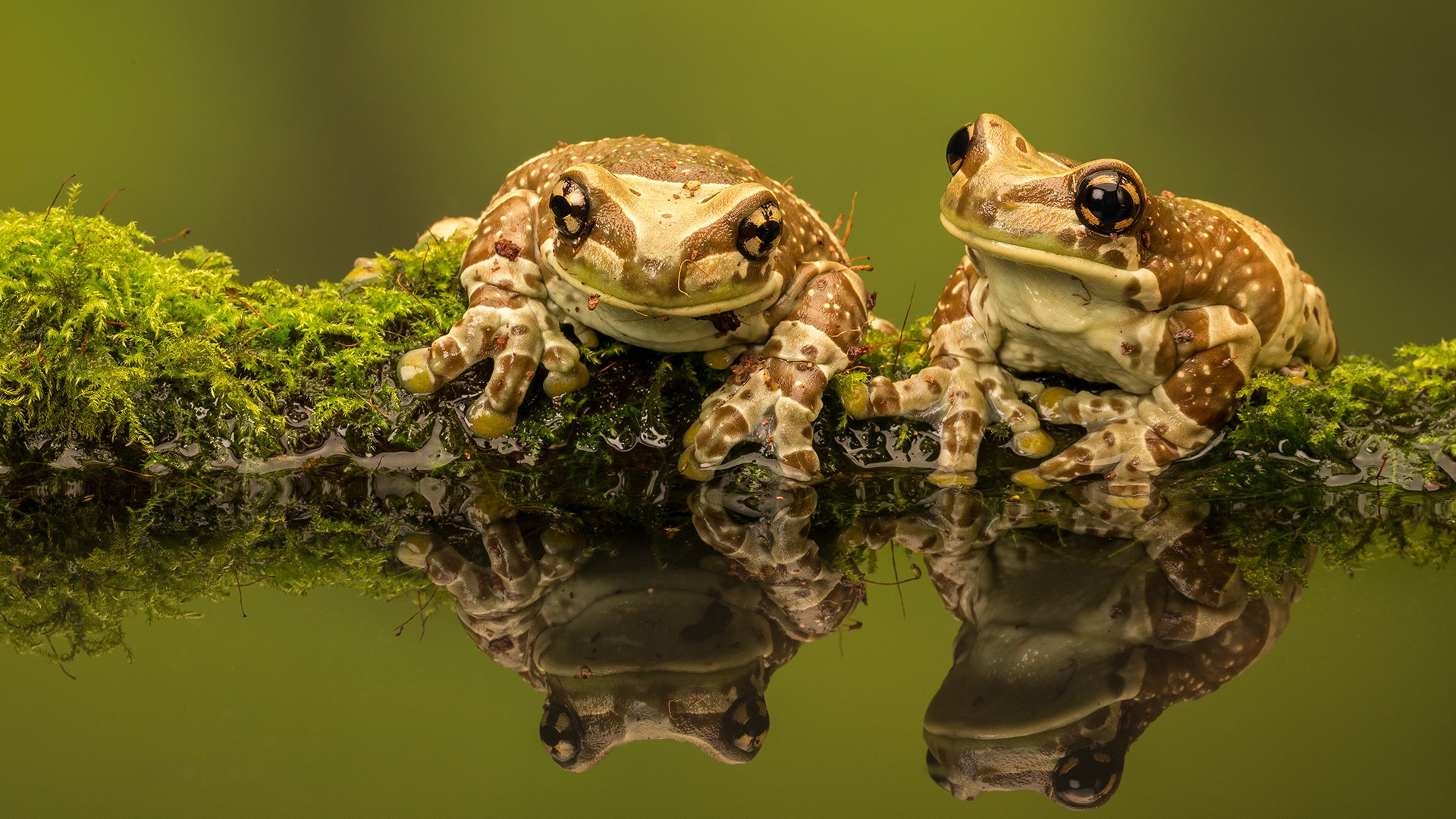 General 1920x1080 frog amphibian couple macro depth of field clear water Amazon Milk Frog nature