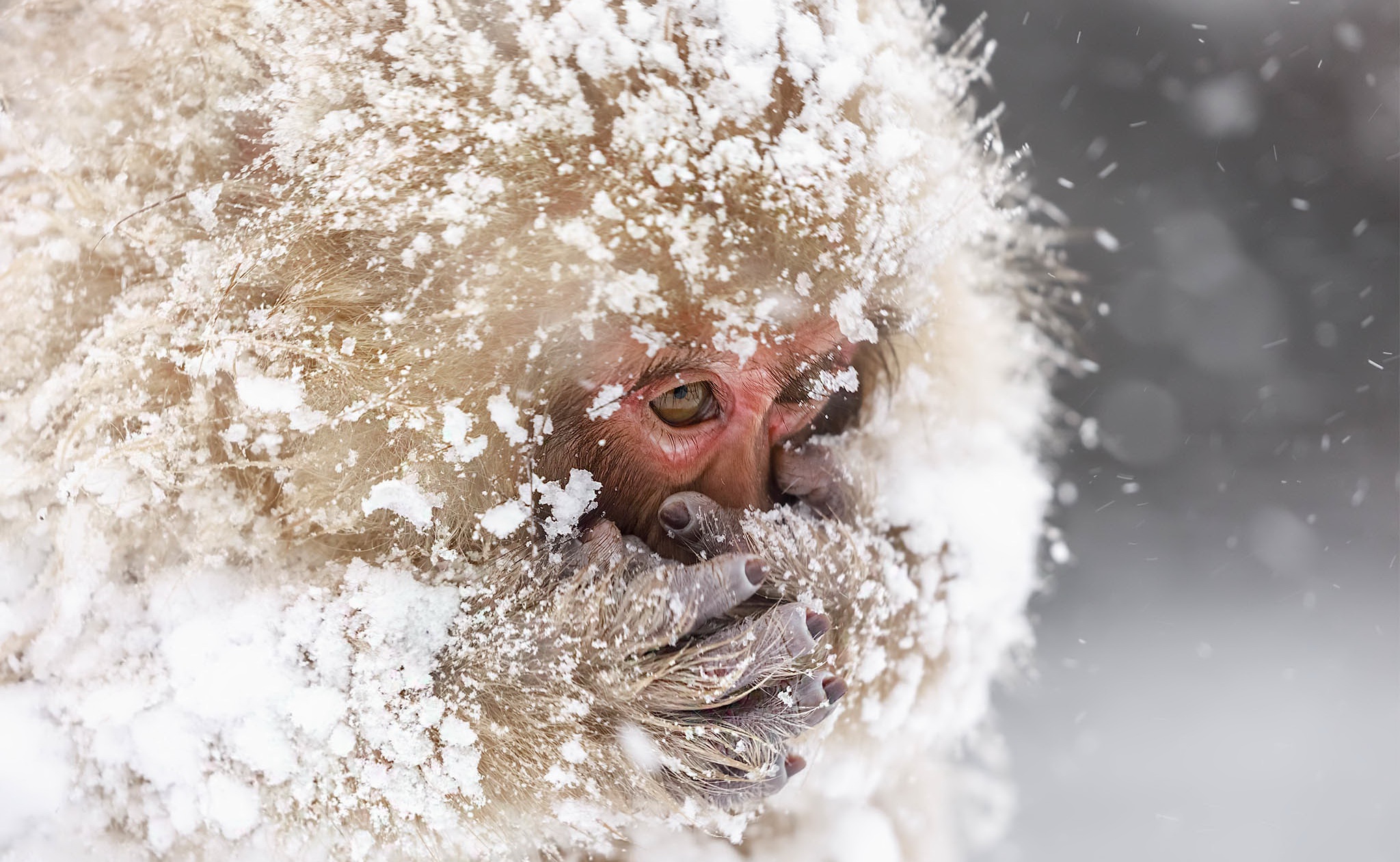 General 2048x1261 cold ice snow monkey animals mammals macaques closeup
