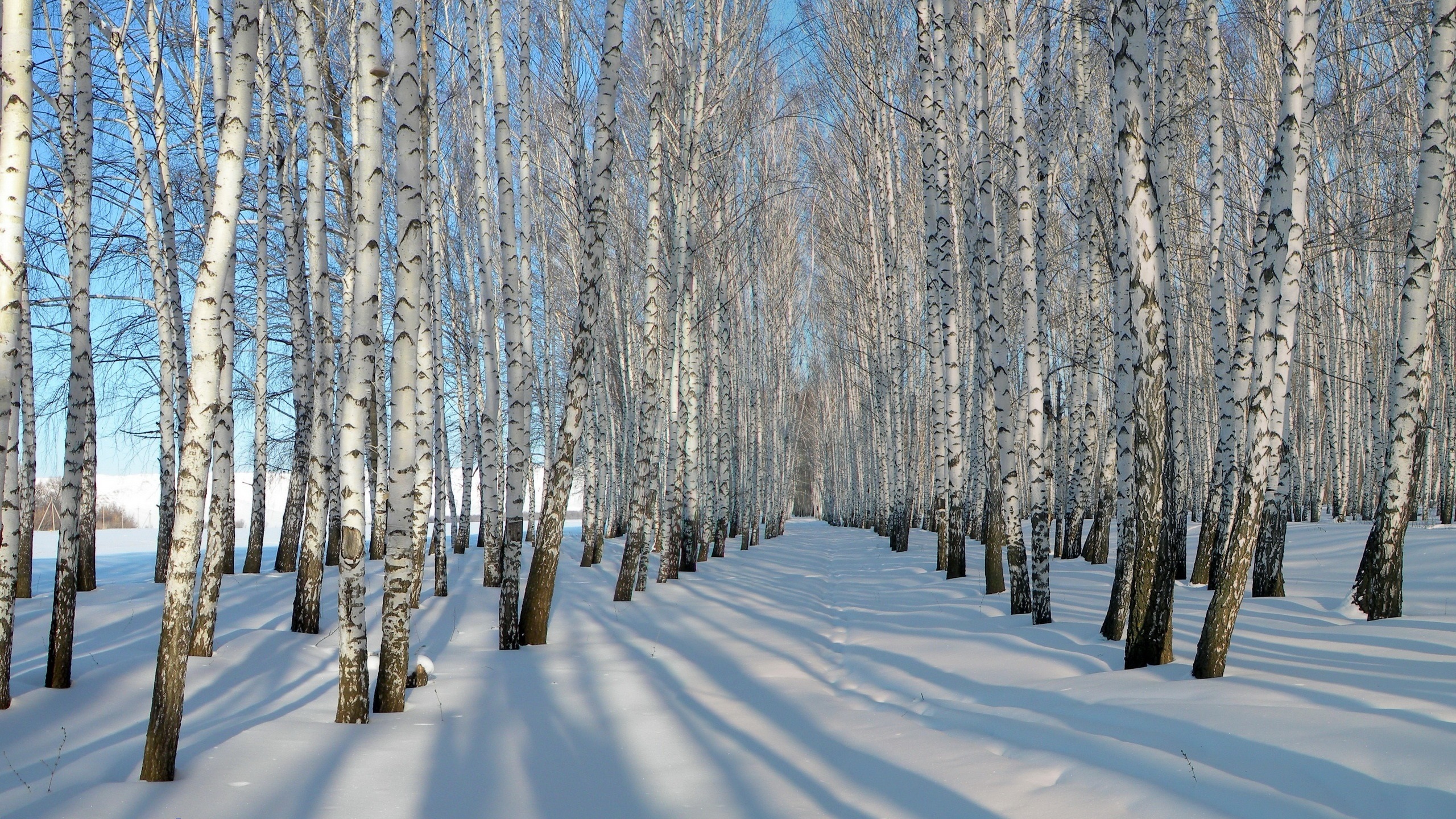 General 2560x1440 winter snow trees nature sky birch