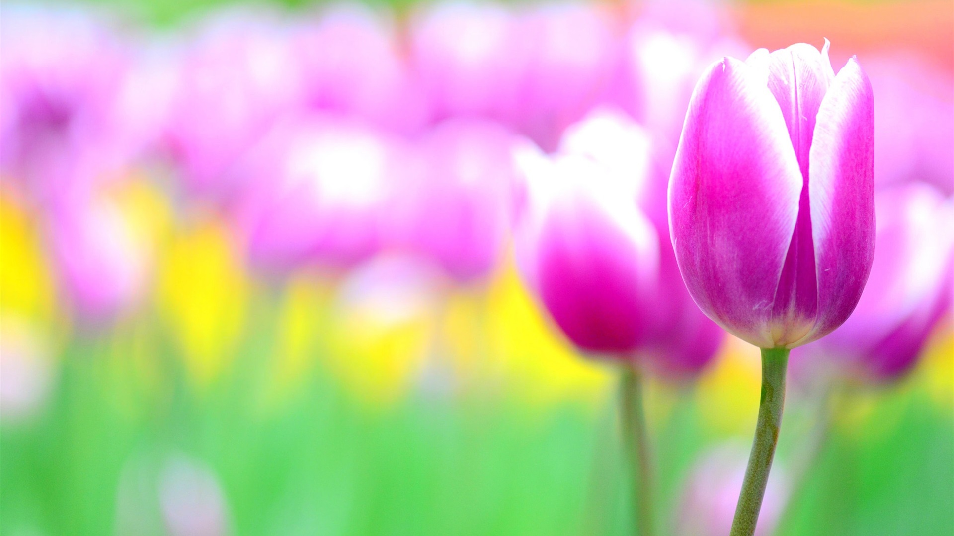 General 1920x1080 tulips flowers blurred plants nature daylight photography