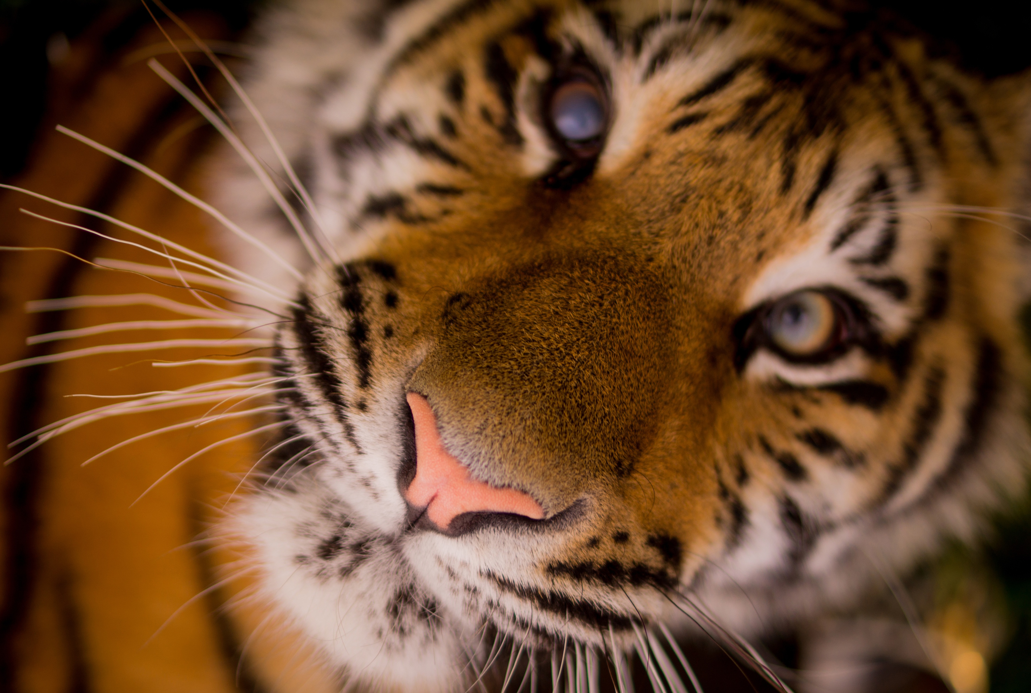 General 3600x2421 mammals animals big cats tiger closeup