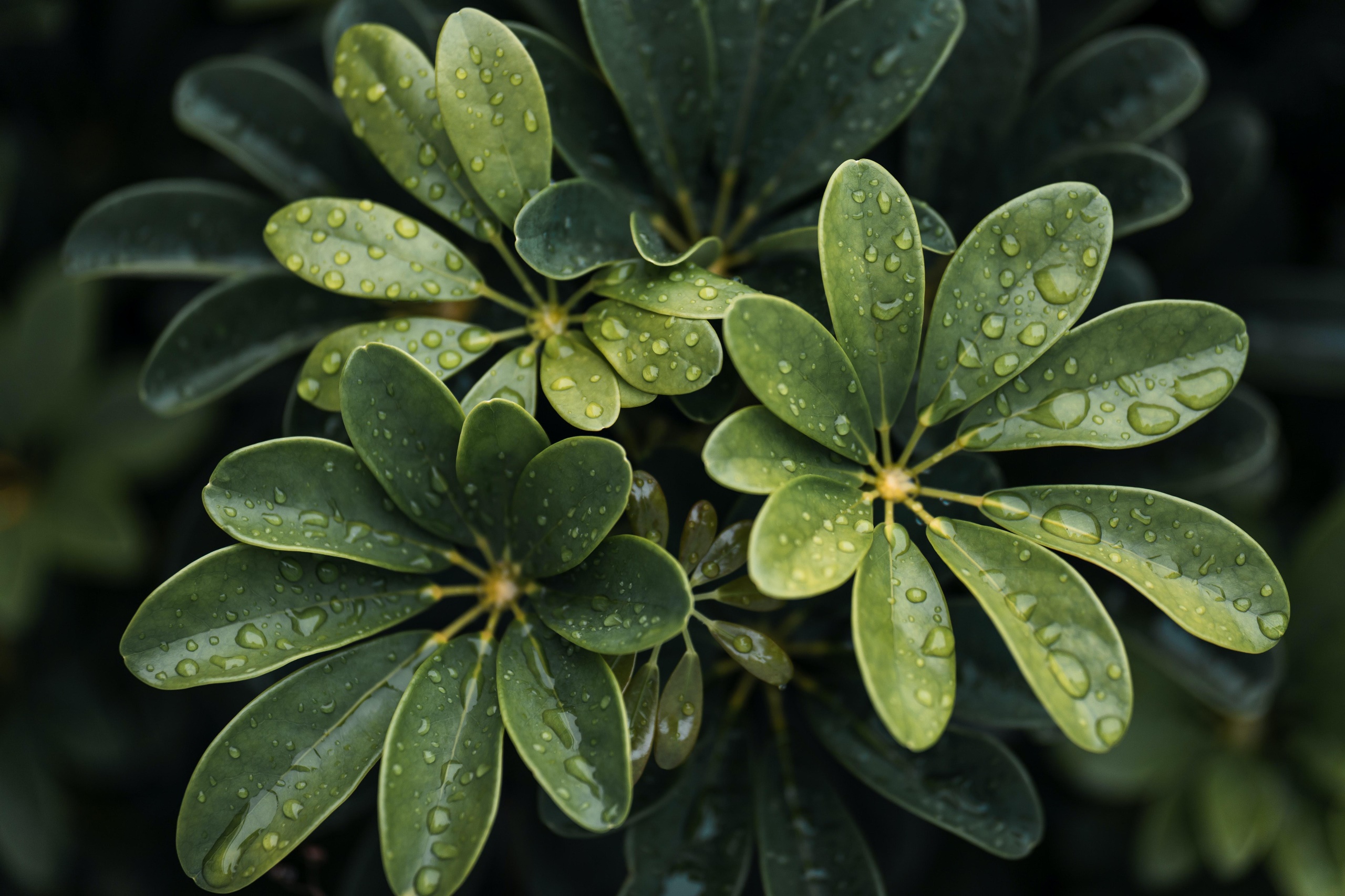 General 2560x1707 water drops leaves green plants wet macro