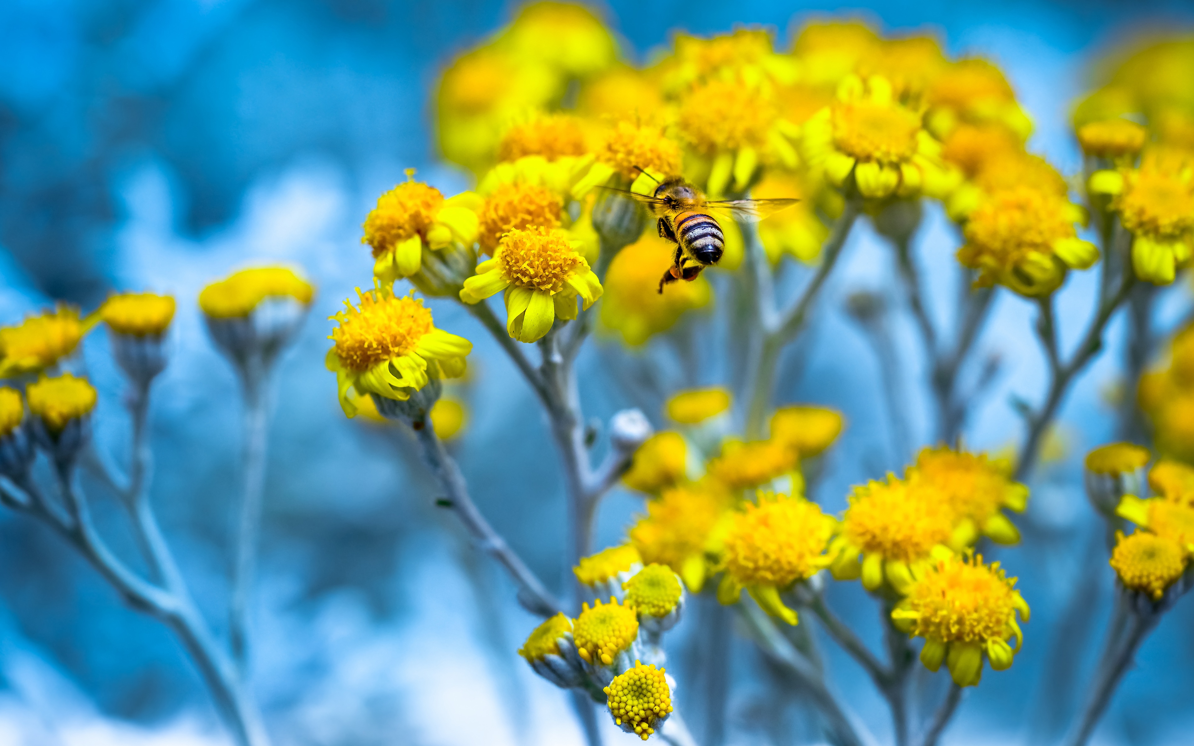 General 3840x2400 colorful flowers insect animals yellow flowers plants bees closeup macro